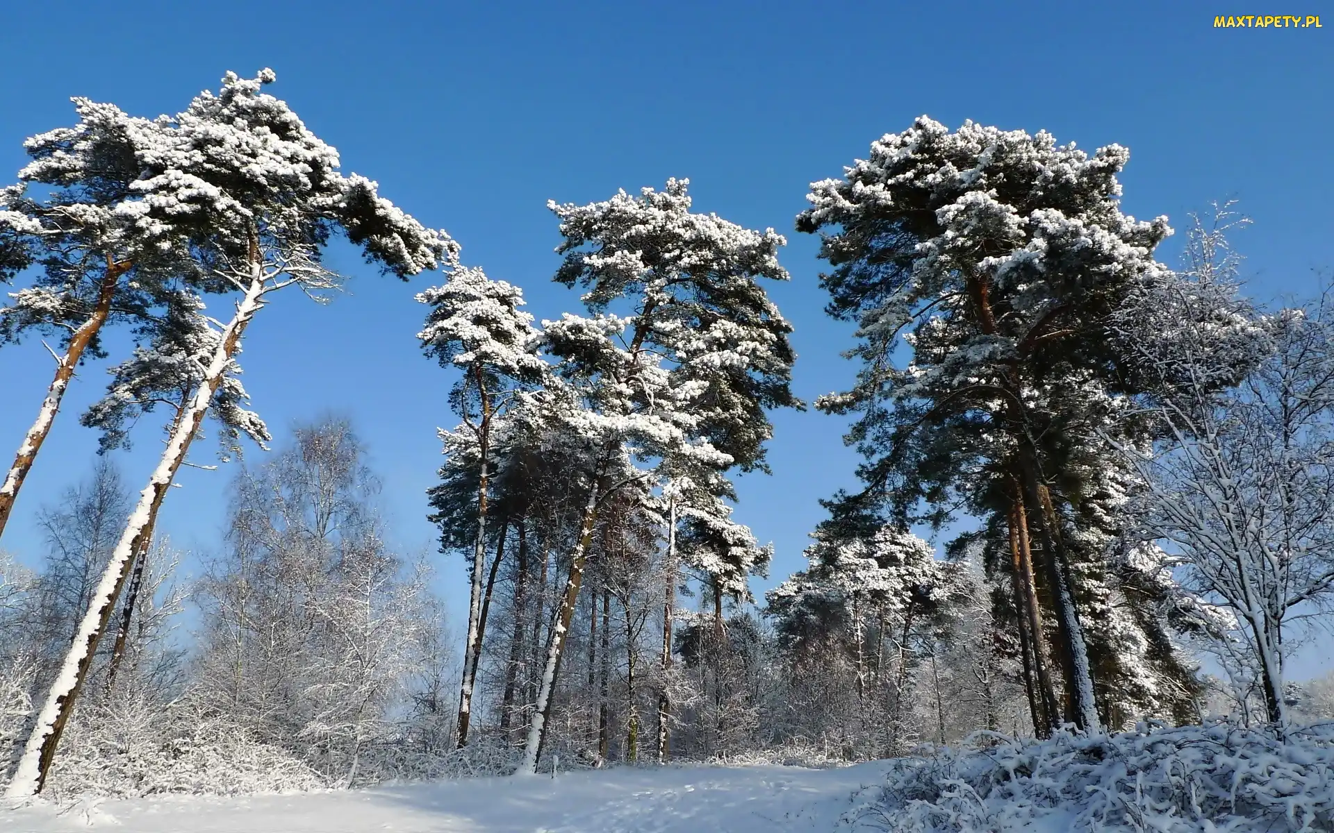 Drzewa, Las, Zima, Śnieg