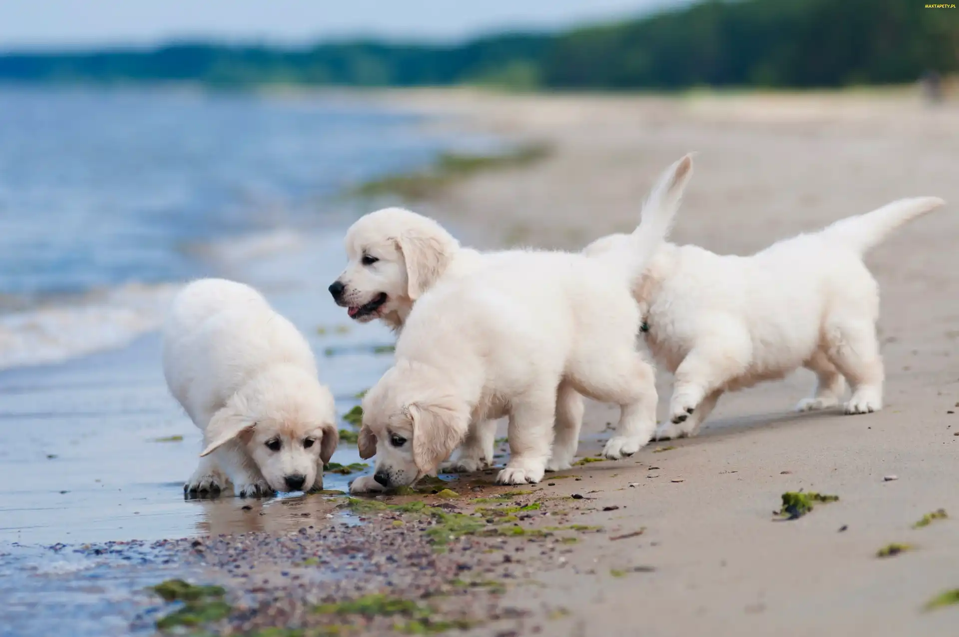 Golden, Wybrzeże, Plaża, Retriever, Szczeniaczki