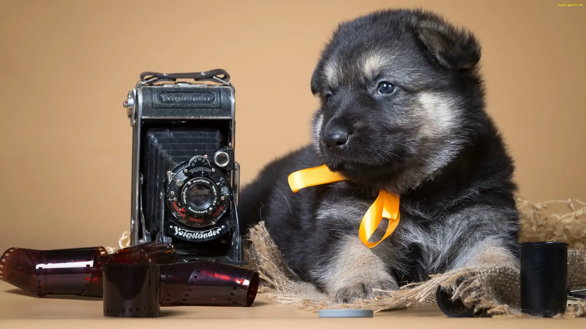 Retro, Fotograficzny, Owczarek, Klisze, Aparat, Szczeniaczek, Niemiecki