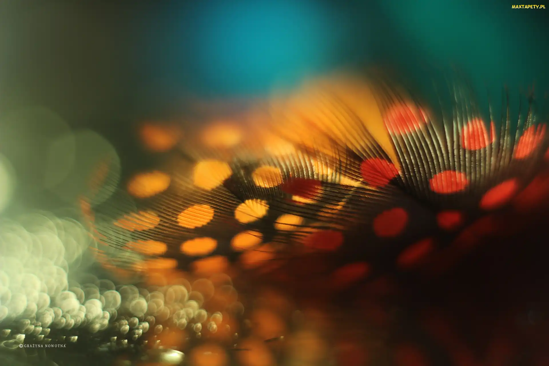 Makro, Bokeh, Piórka