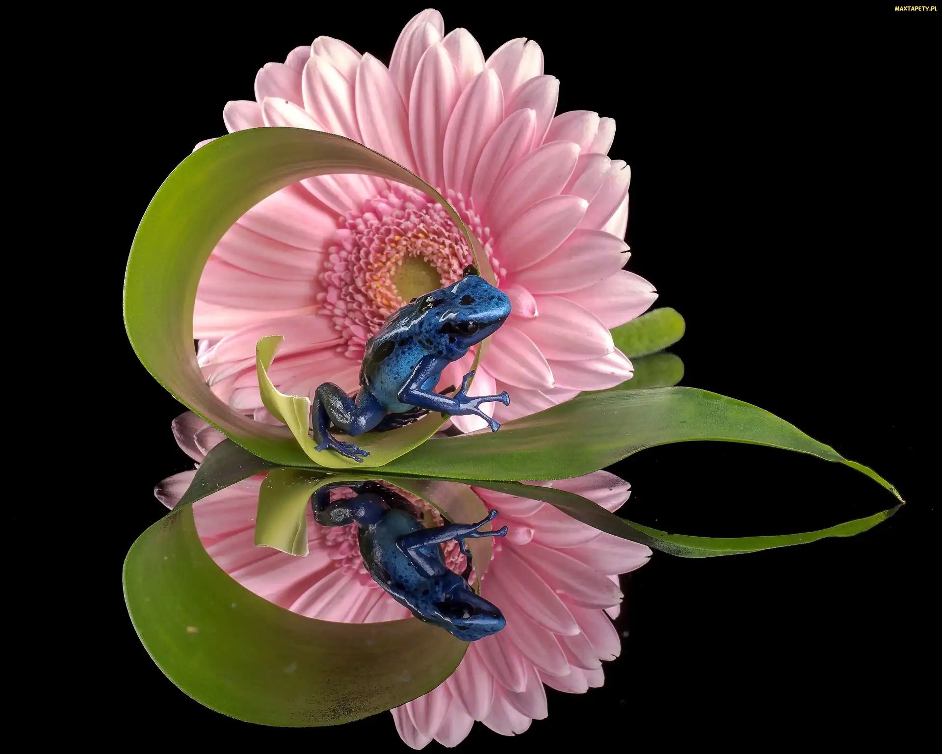 Odbicie, Gerbera, Żabka, Drzewołaz