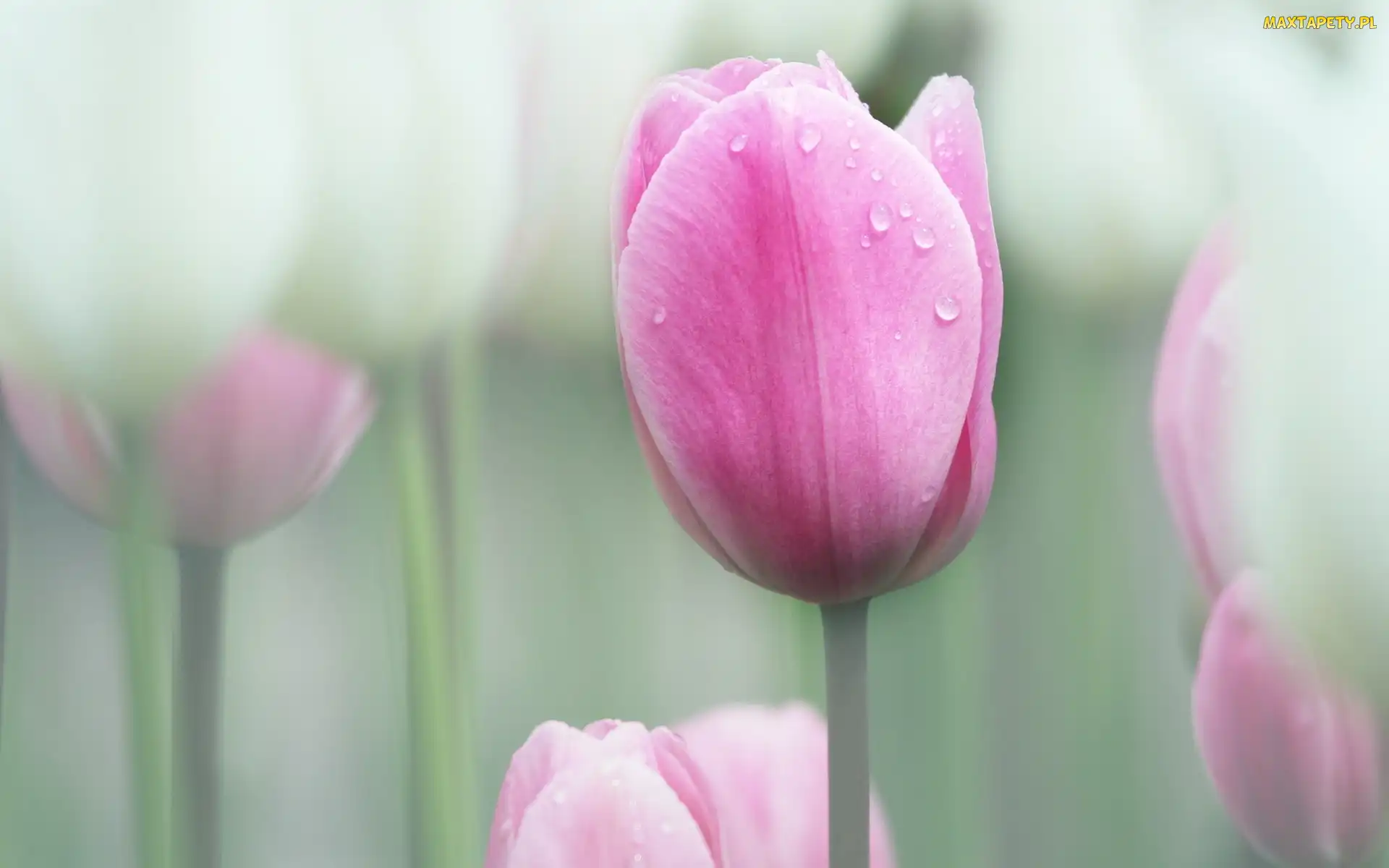 Tulipany, Różowe