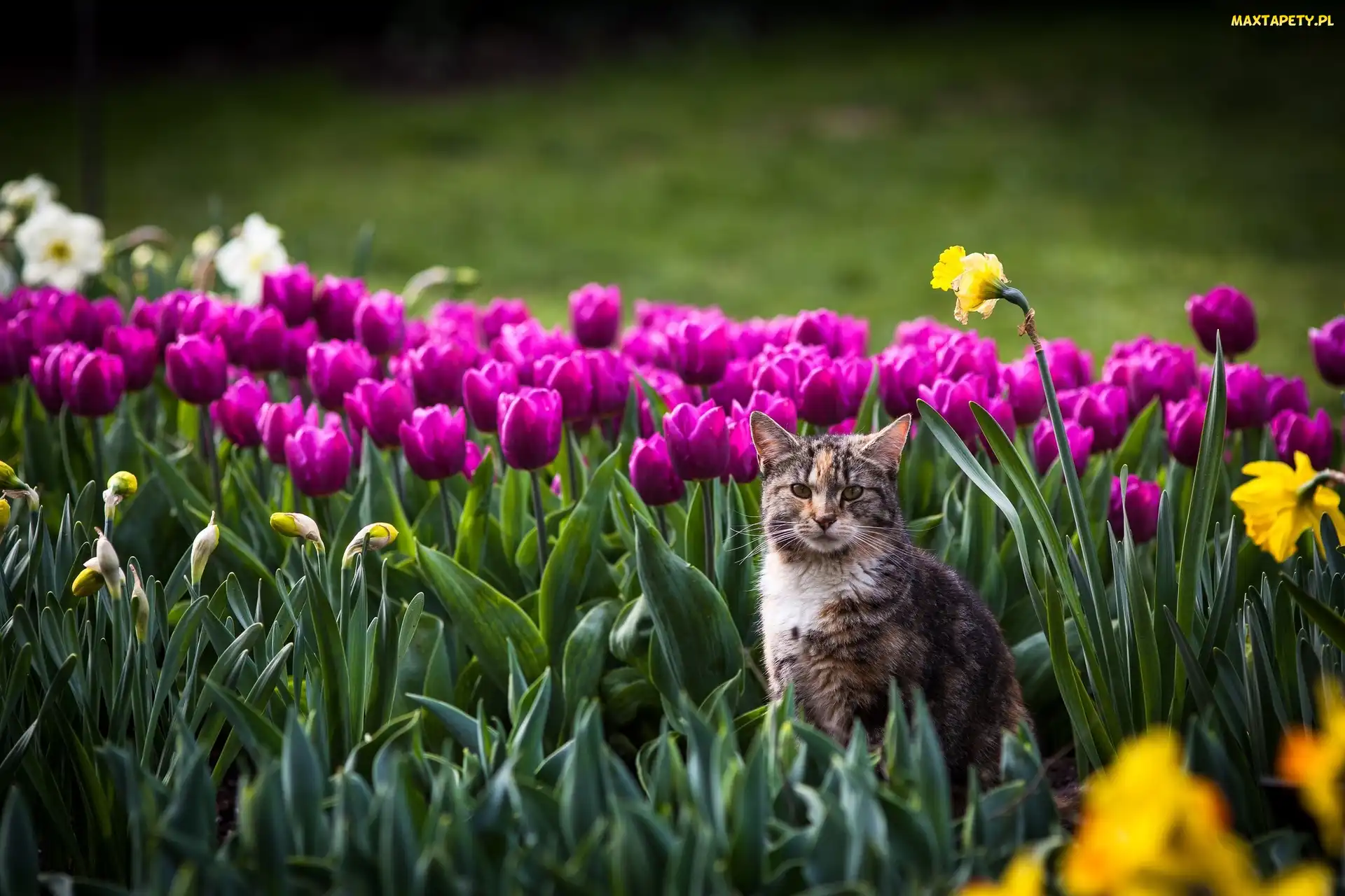 Kot, Tulipany, Kwiaty