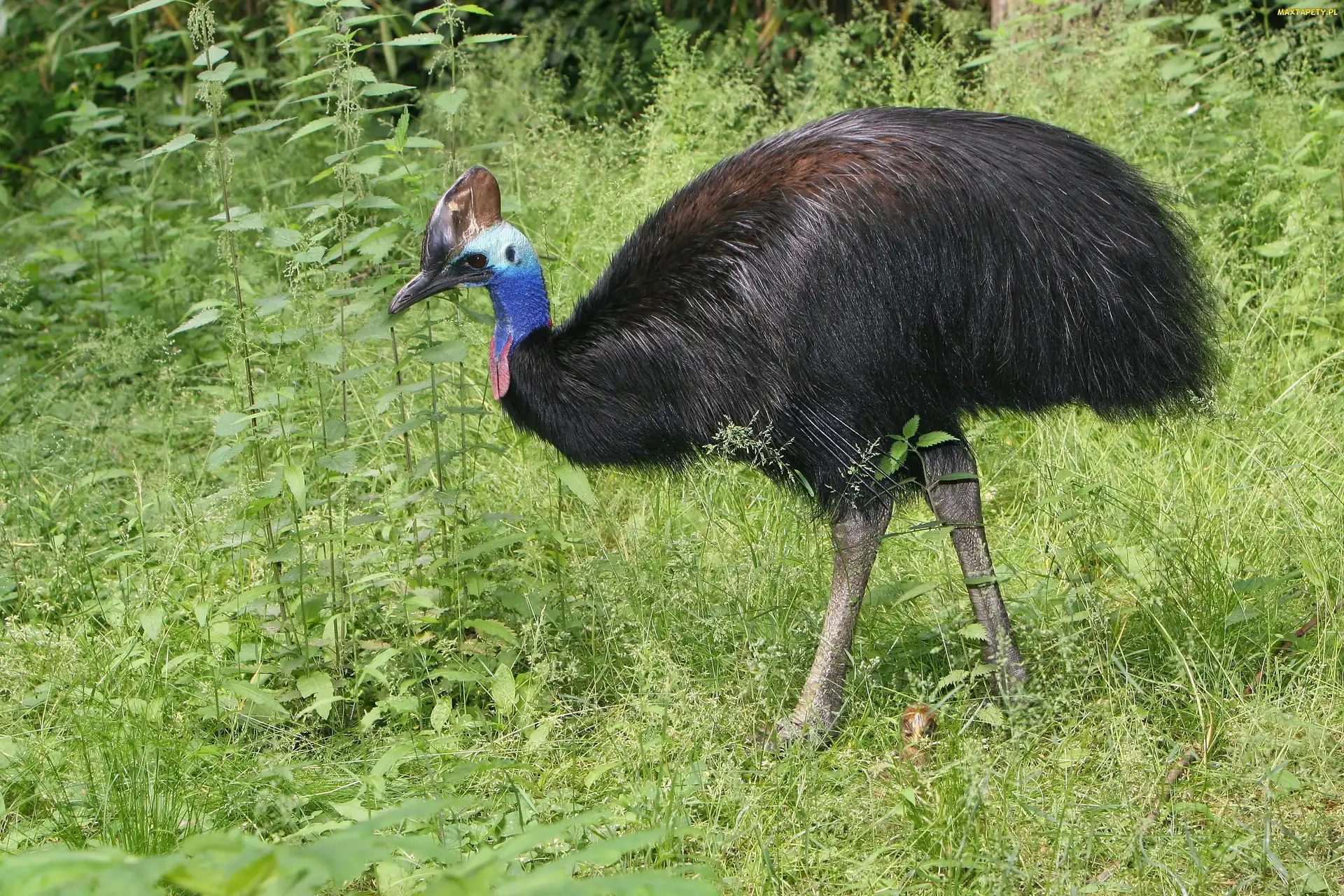 Ptak, Zieleń, Kazuar