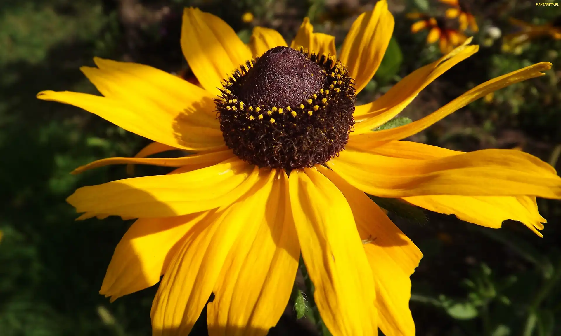Rudbekia, Żółta