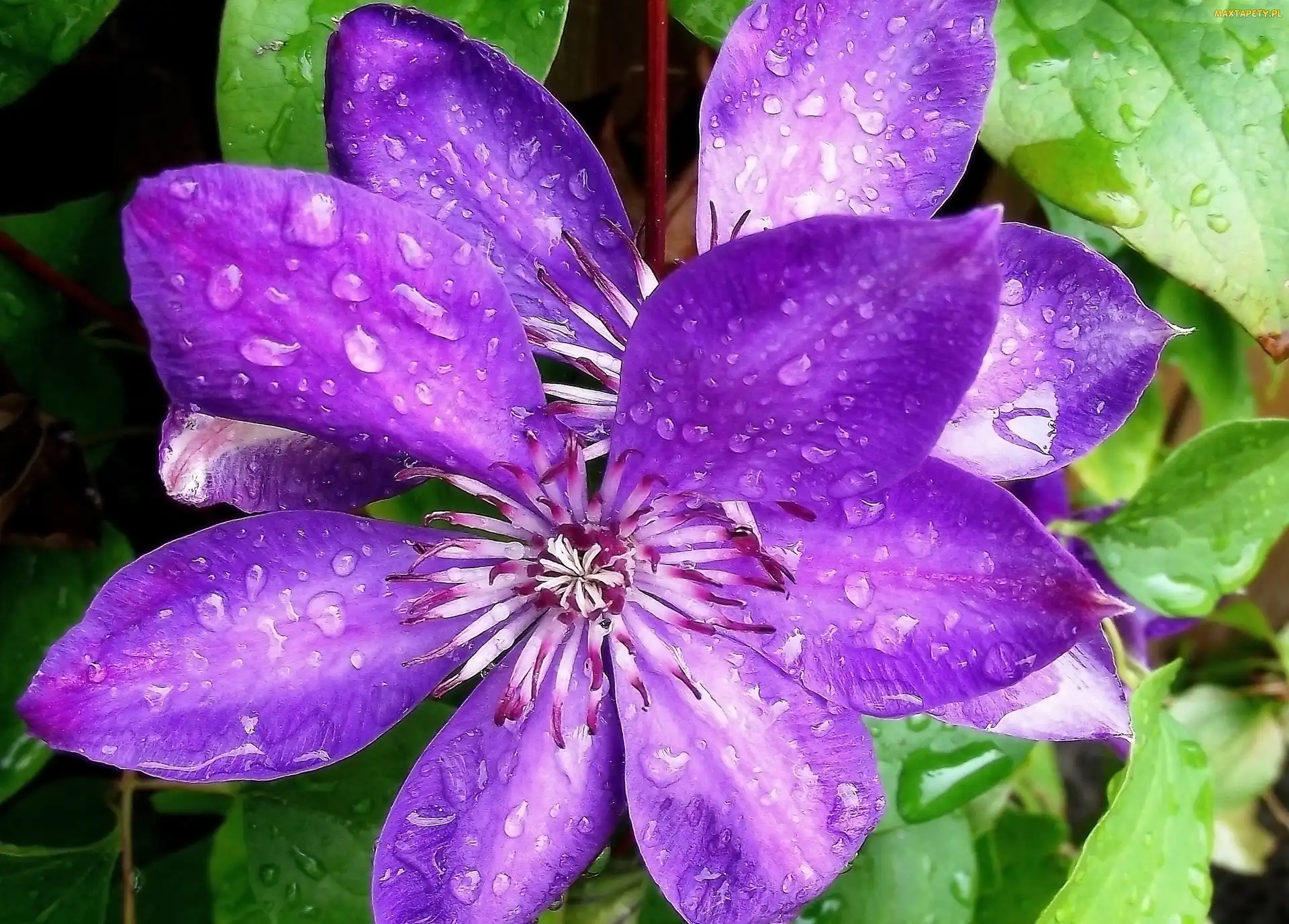 Kwiat, Clematis
