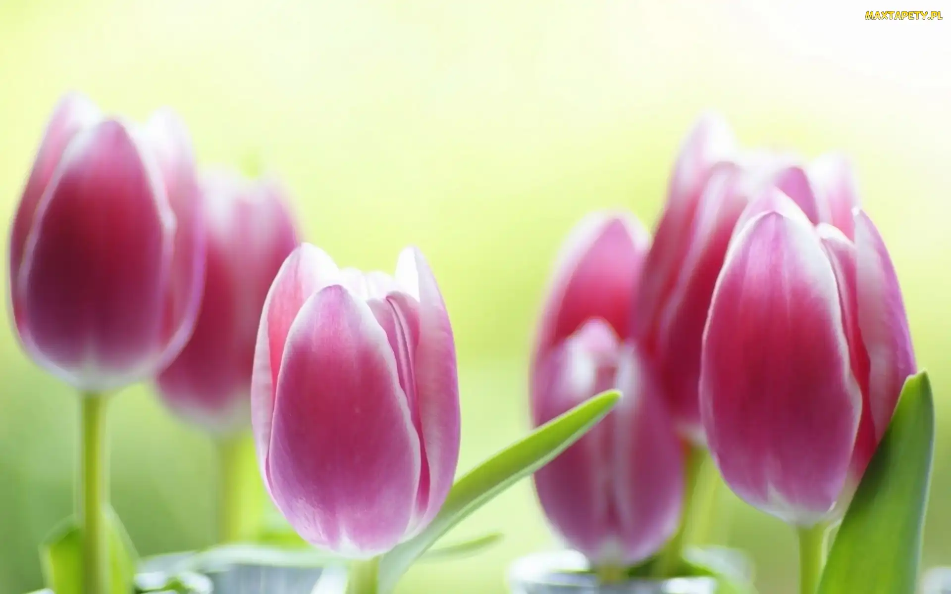 Tulipany, Rozmycie, Różowe