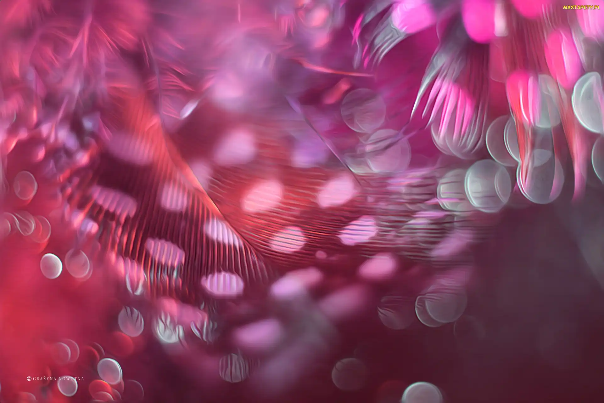 Makro, Bokeh, Różowe, Piórko