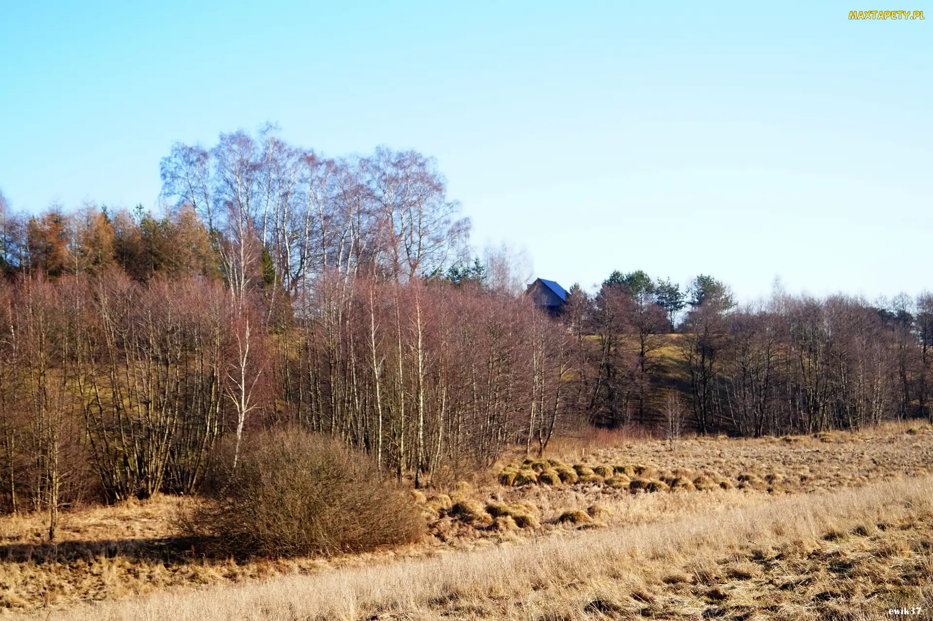 Snopki, Drzewa, Pole