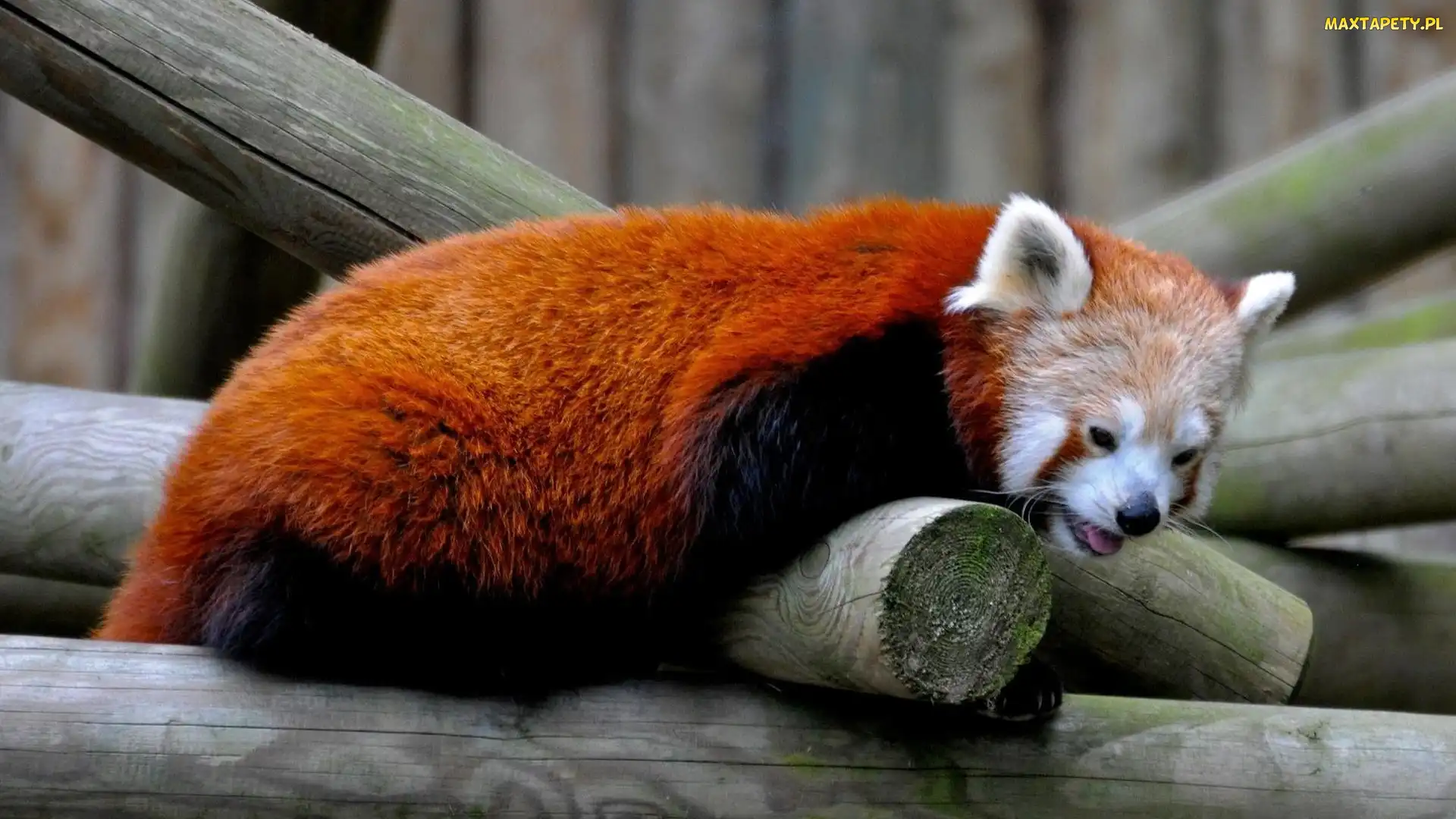 Pandka ruda, Belki, Panda, Czerwona