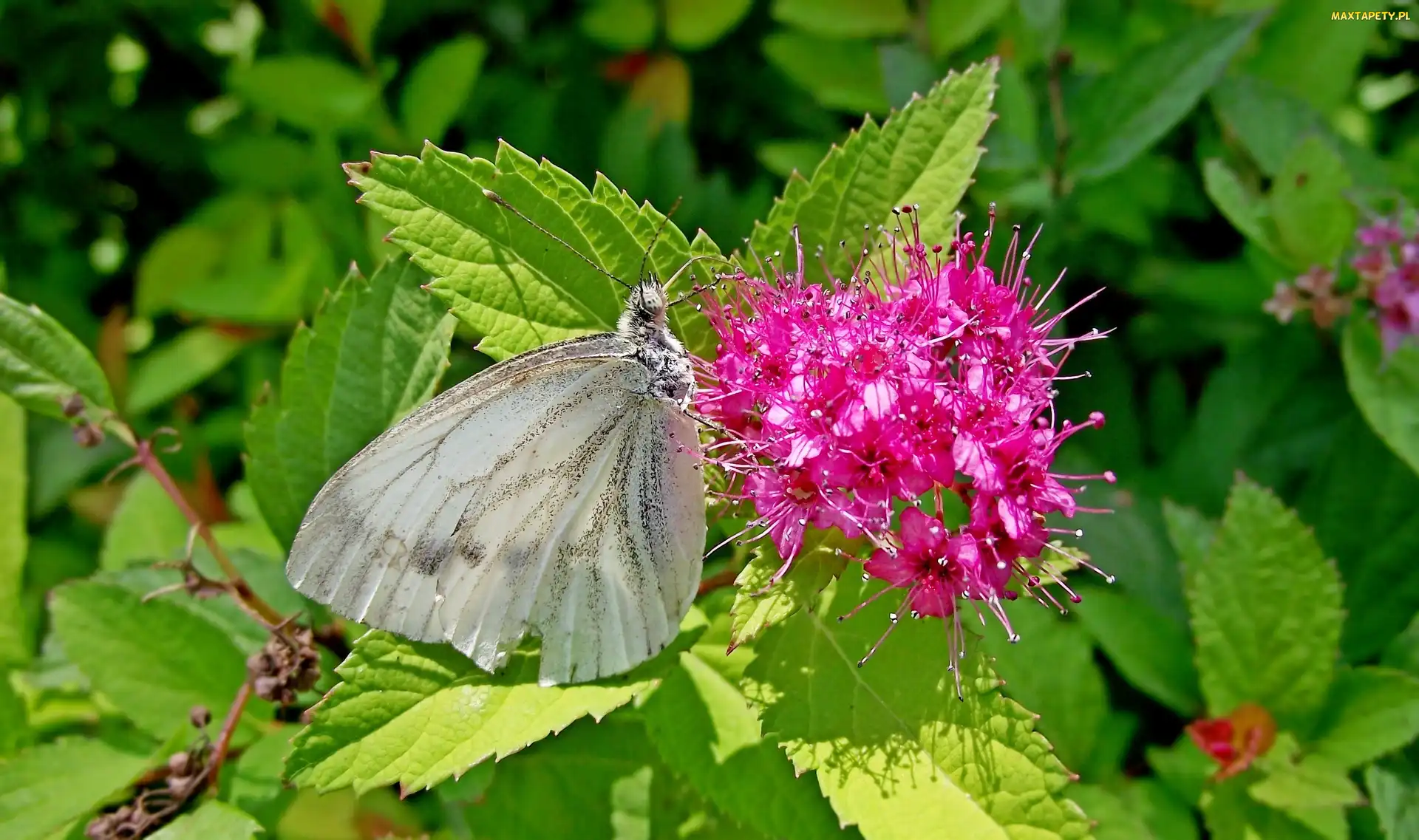 Bielinek, Motyl, Krzew, Pęcherznica kalinolistna