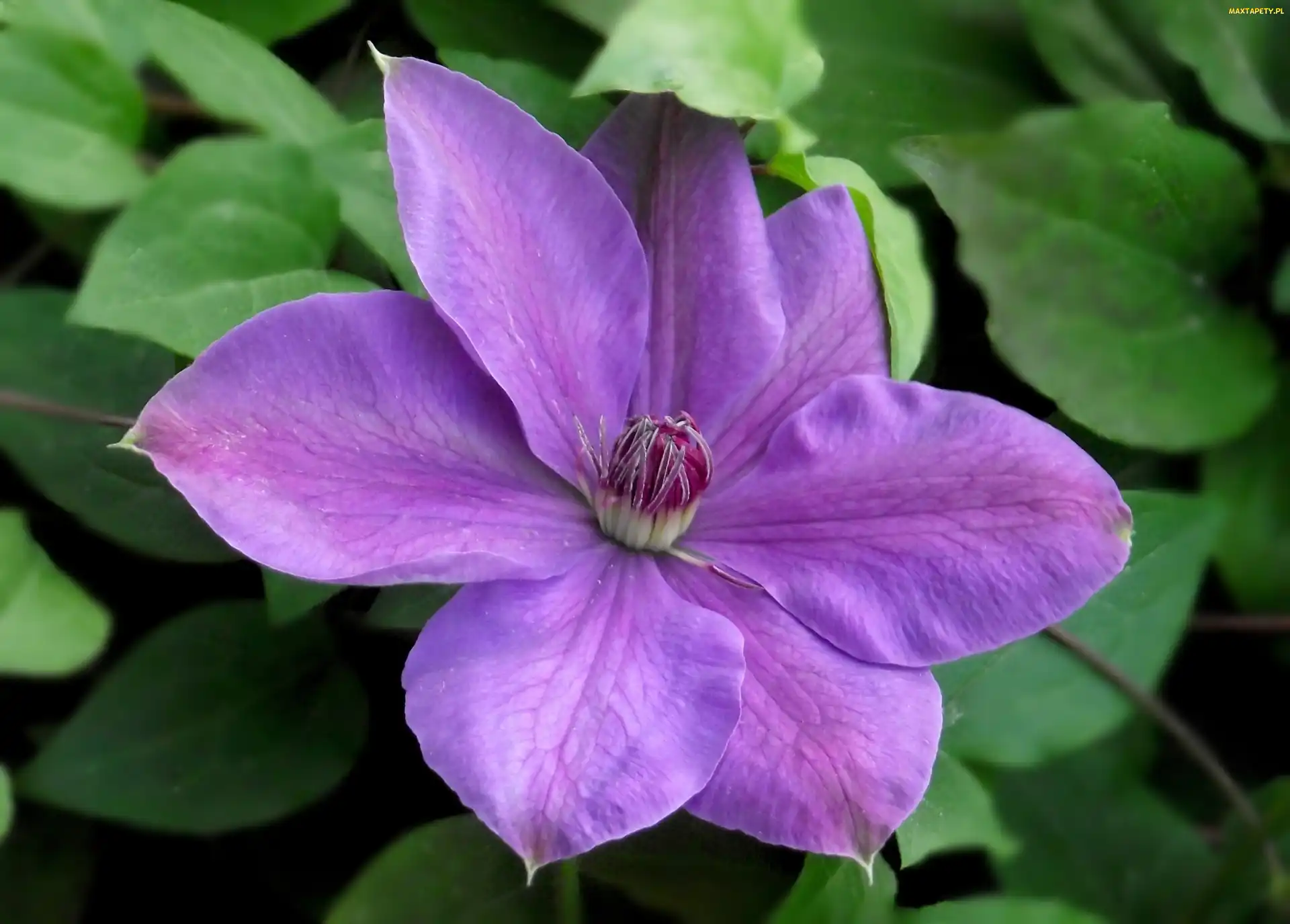 Clematis, Kwiaty
