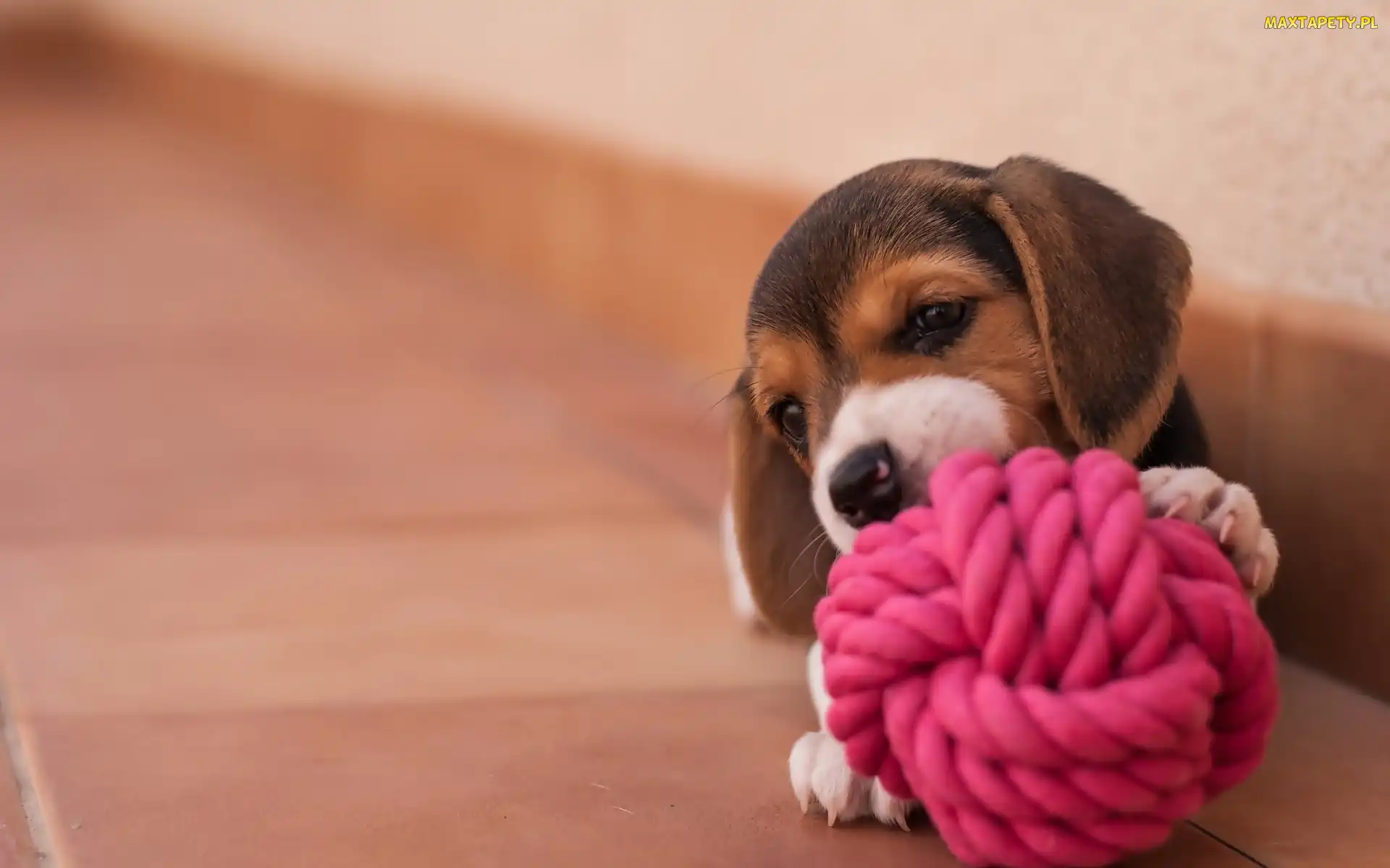 Beagle, Zabawka, Szczeniaczek
