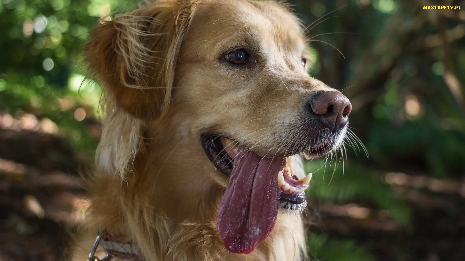 Język, Retriever, Pies, Golden