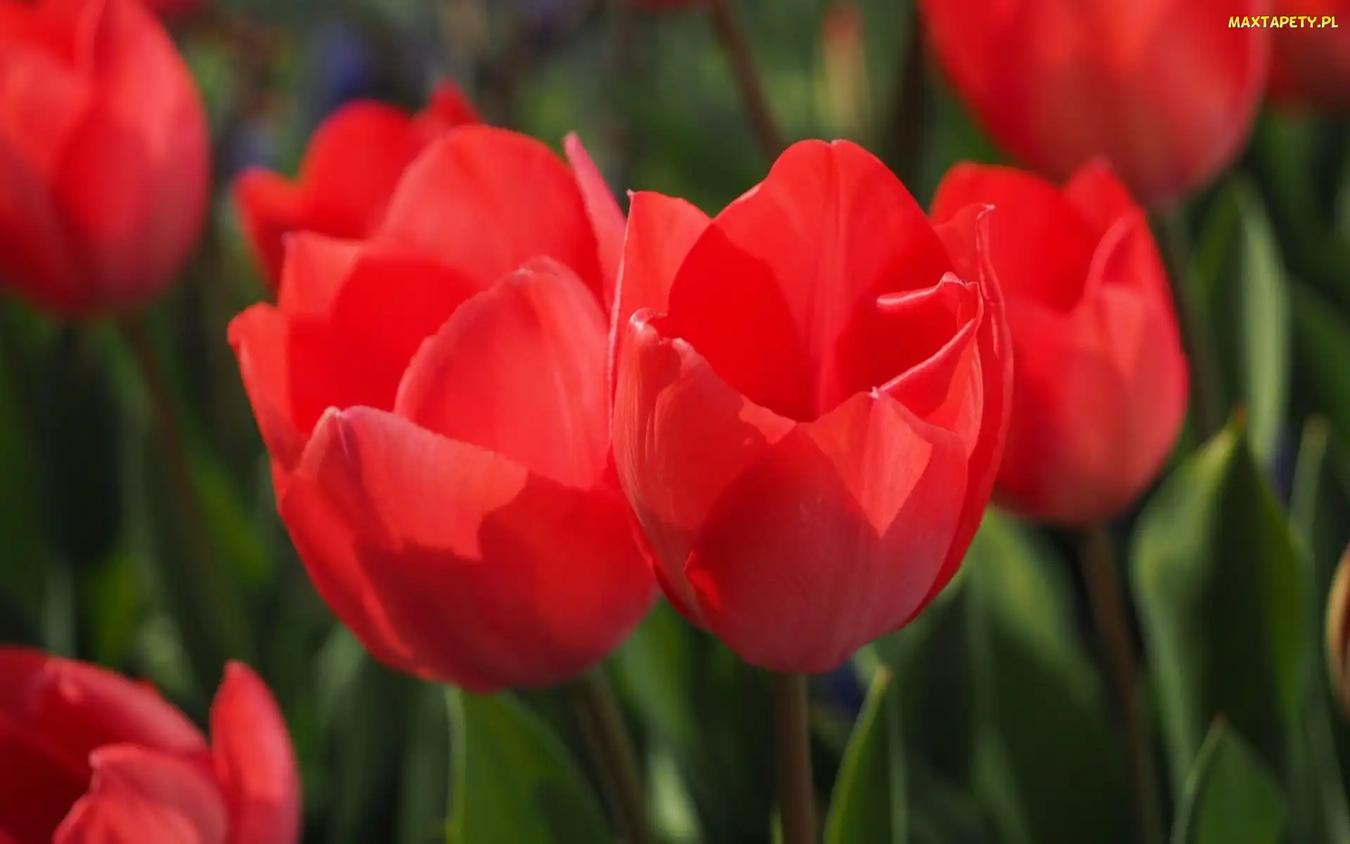 Tulipany, Czerwone