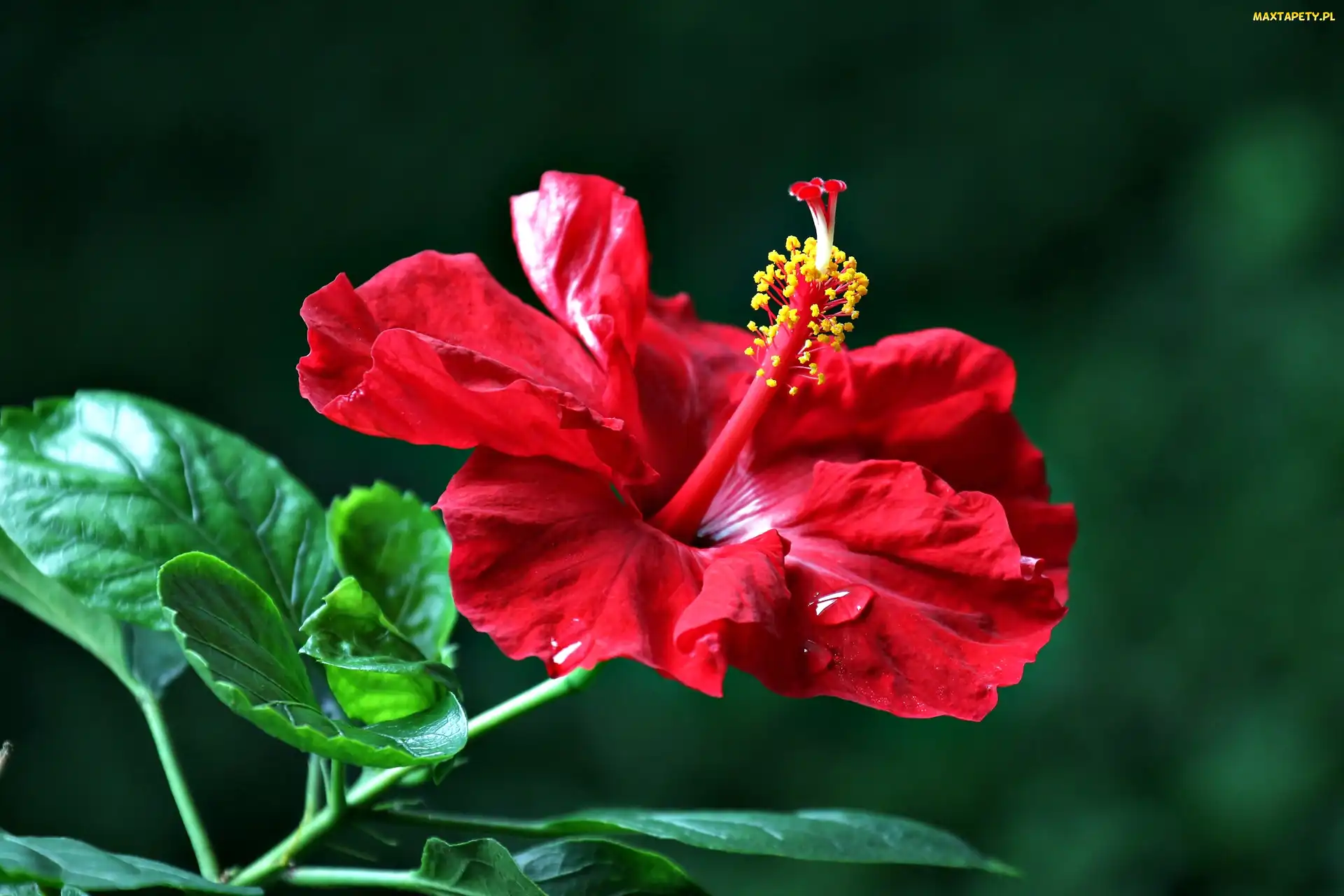 Hibiskus, Listki, Czerwony