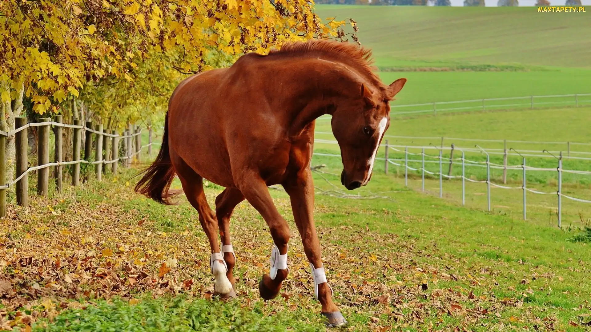 Koń, Ogrodzenie, Wybieg