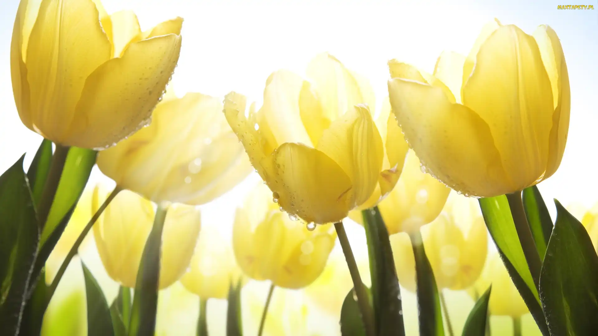 Tulipany, Kwiaty, Żółte