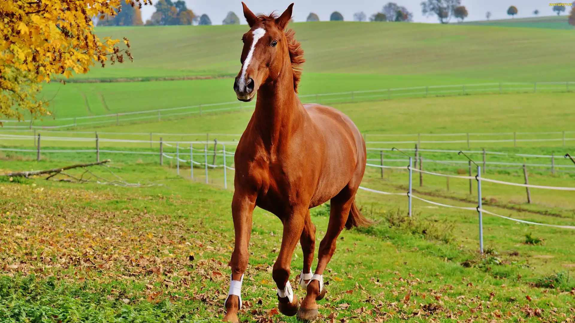 Galop, Drzewo, Ogrodzenie, Pastwisko, Koń