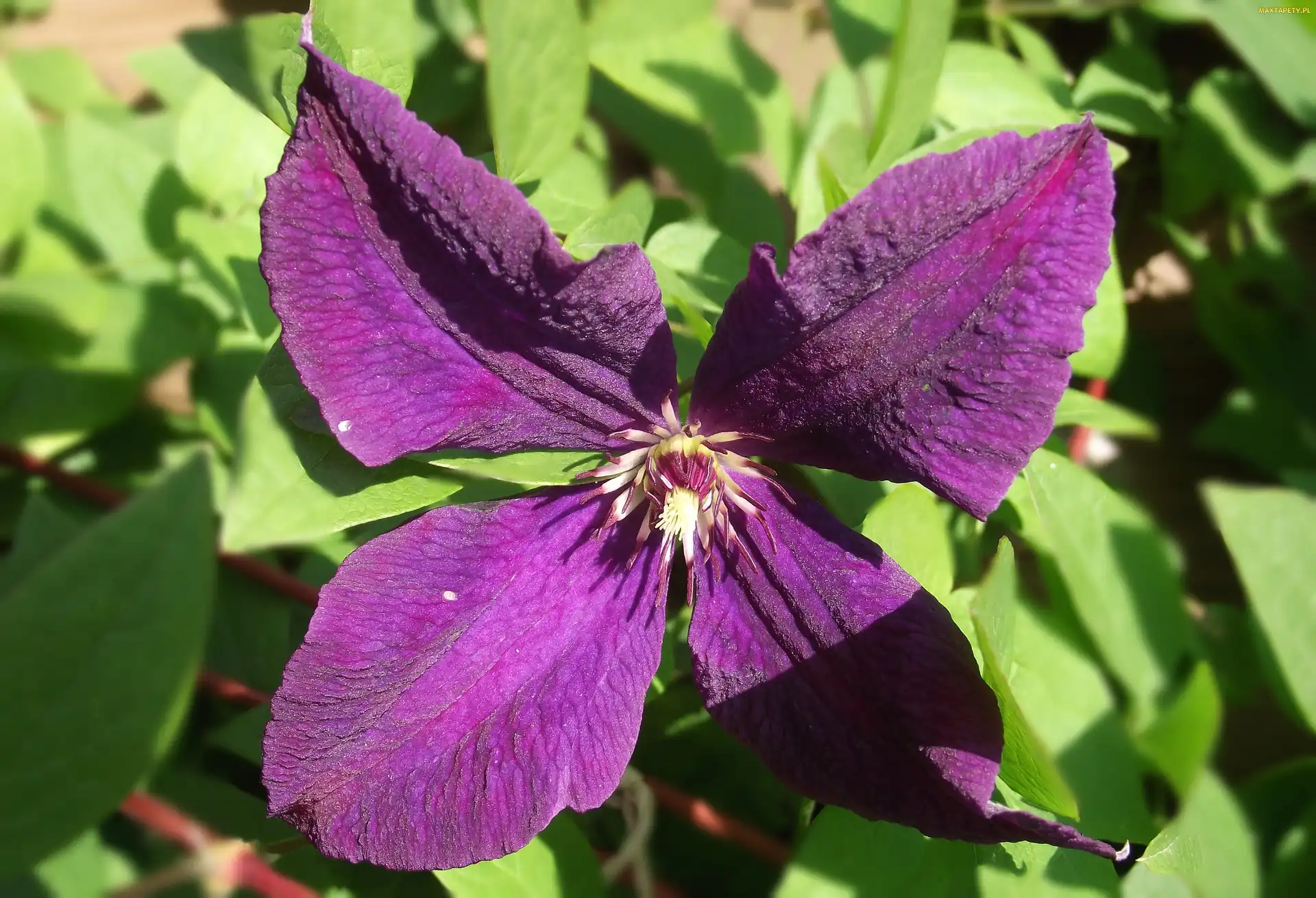 Clematis, Kwiat