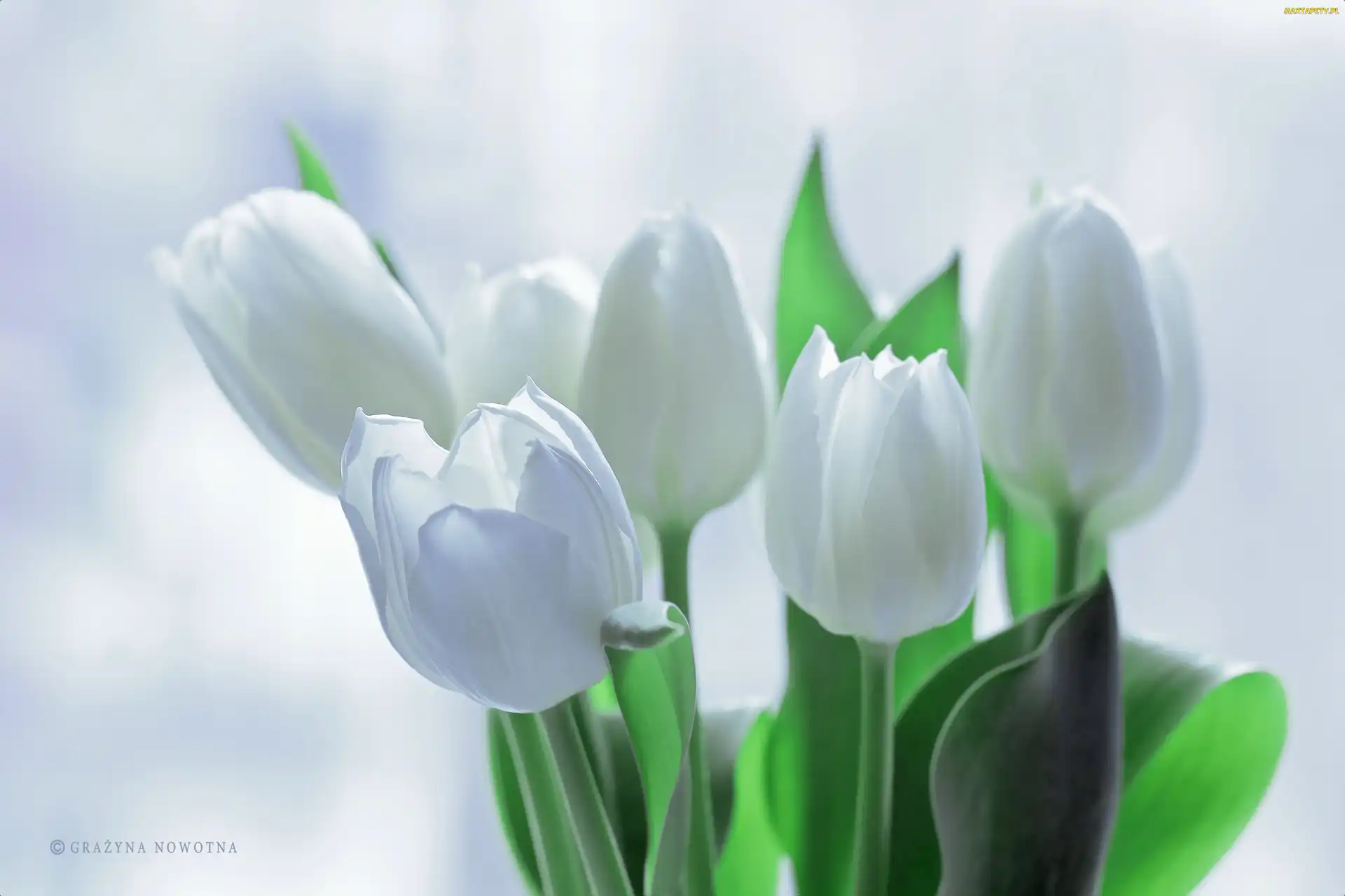 Białe, Kwiaty, Tulipany