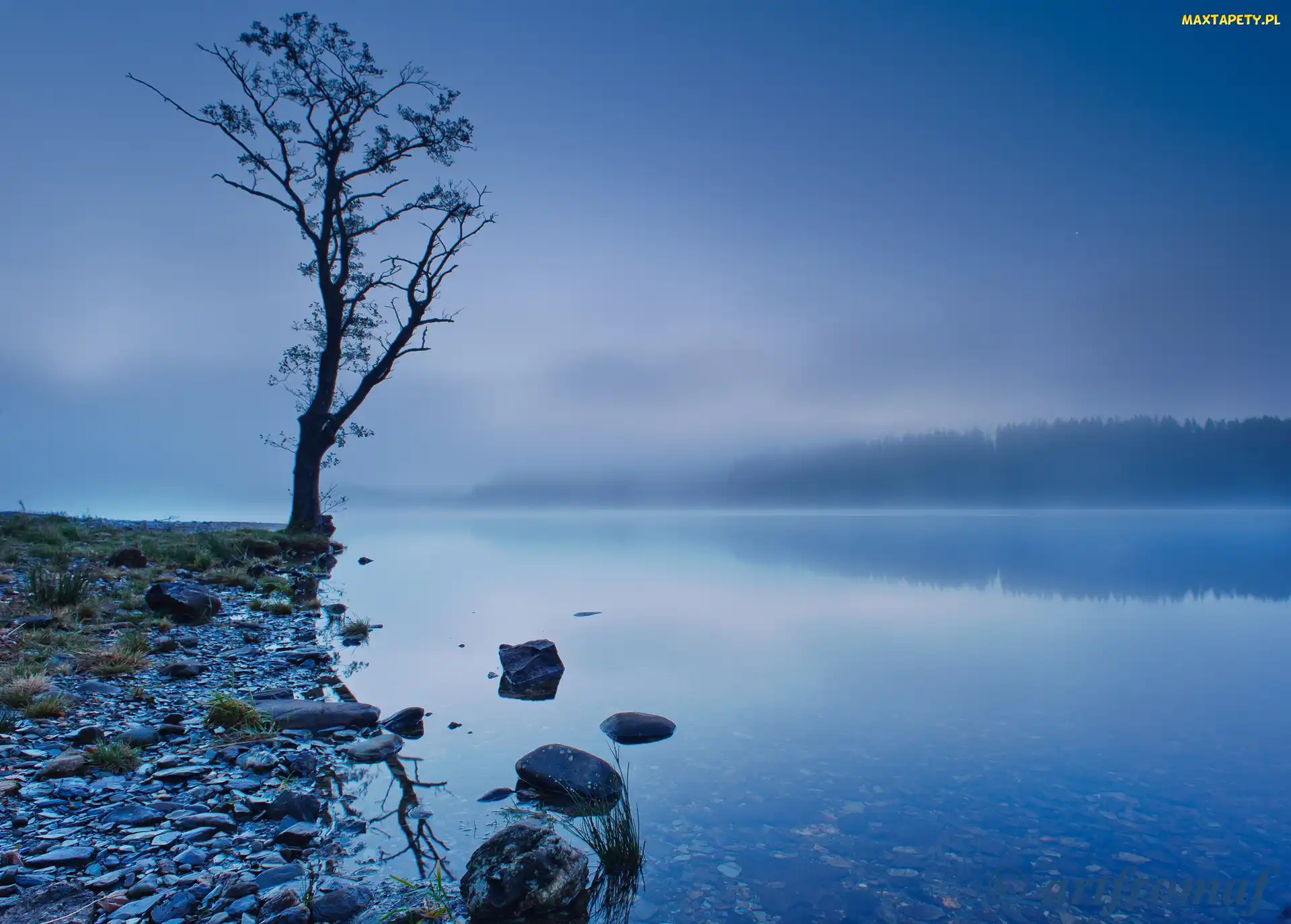 Jezioro, Kamienie, Mgła, Drzewo