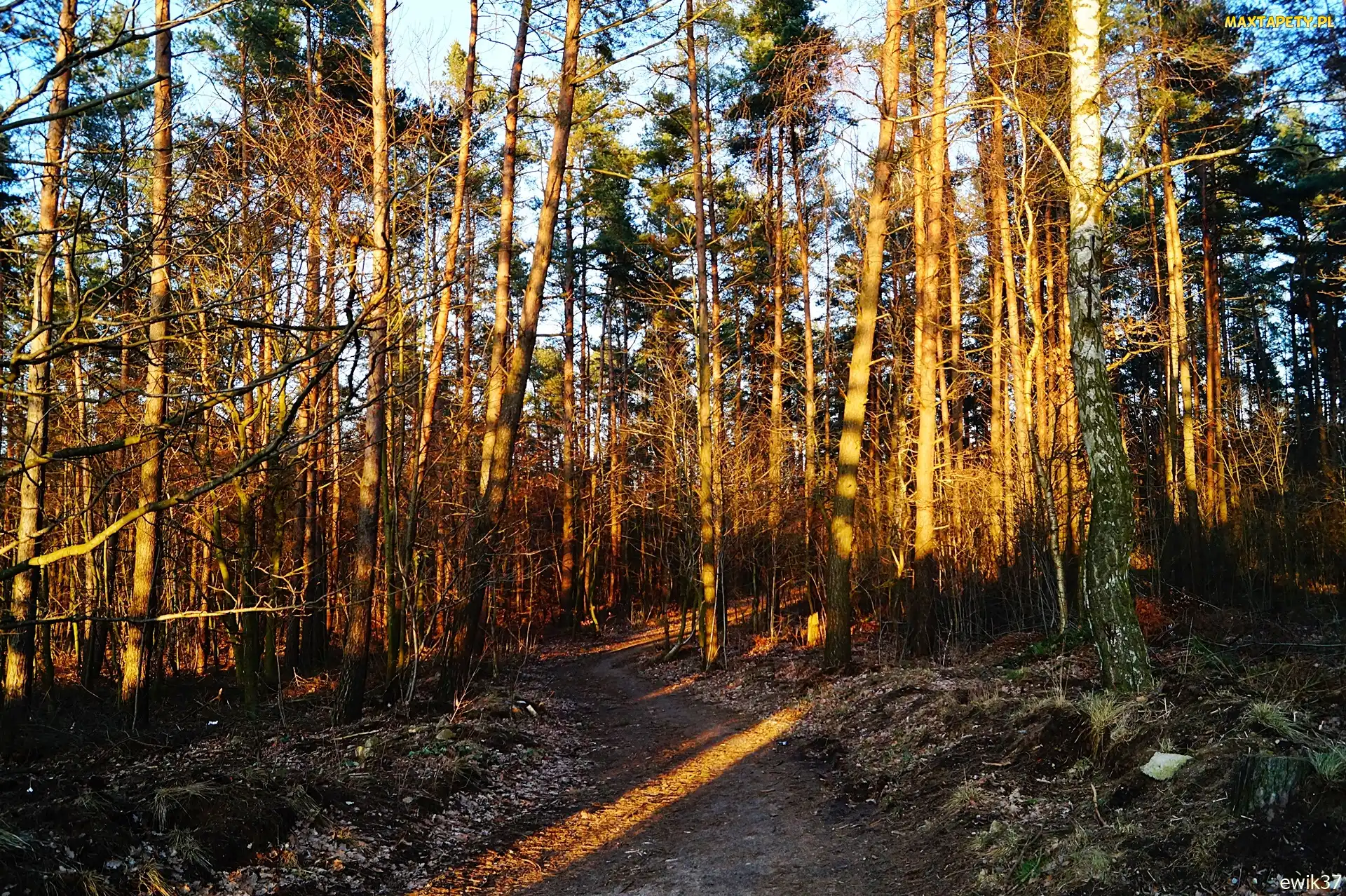 Droga, Światło, Las