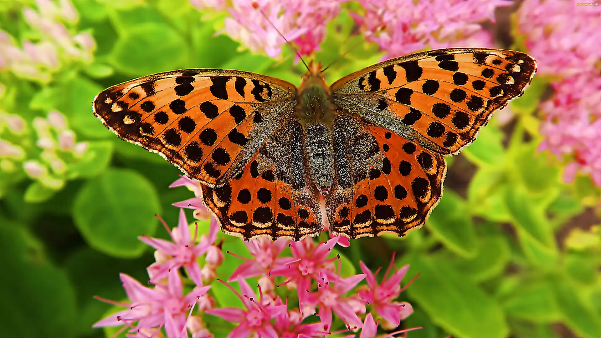 Motyl, Dostojka, Makro, Różowe, Kwiatki, Latonia