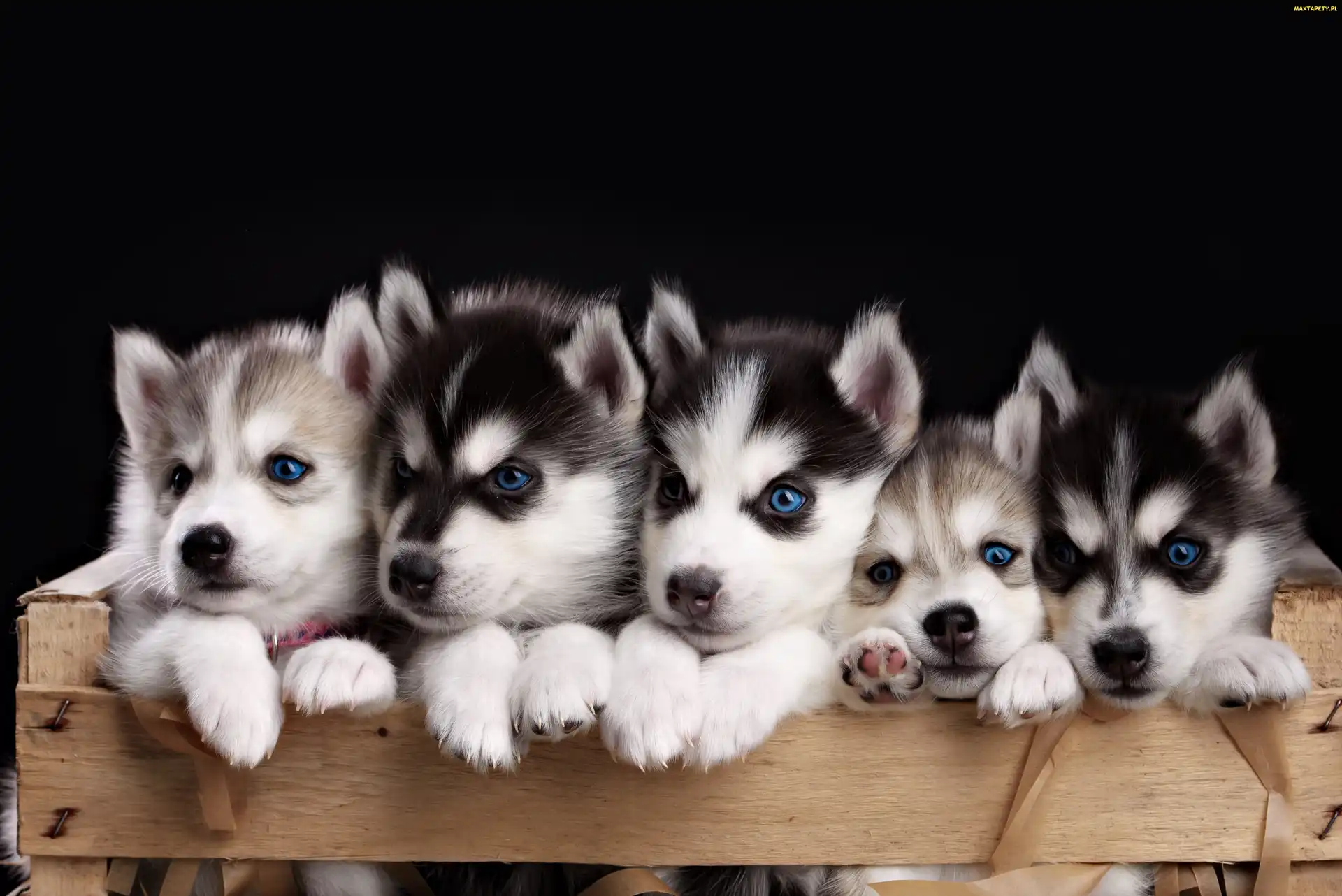 Skrzynka, Drewniana, Słodkich, Pięć, Szczeniaczków, Husky