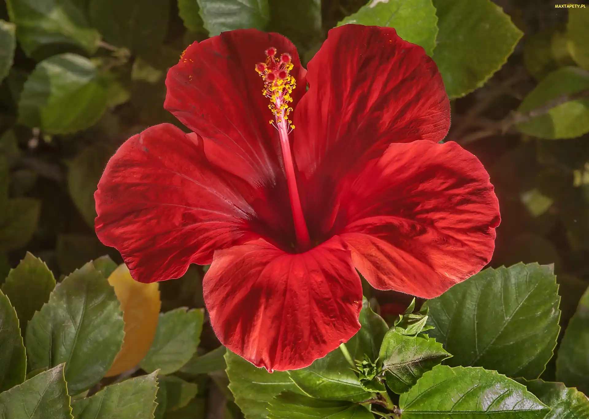 Czerwony, Kwiat, Hibiskus