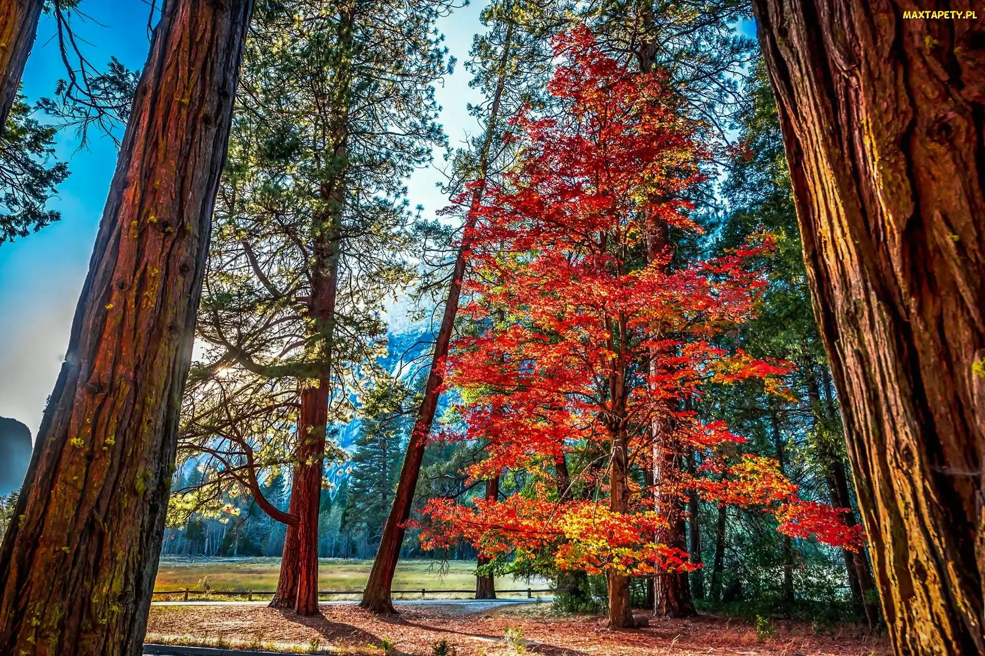 Drzewa, Las, Stan Kalifornia, Stany Zjednoczone, Park Narodowy Yosemite, Góry