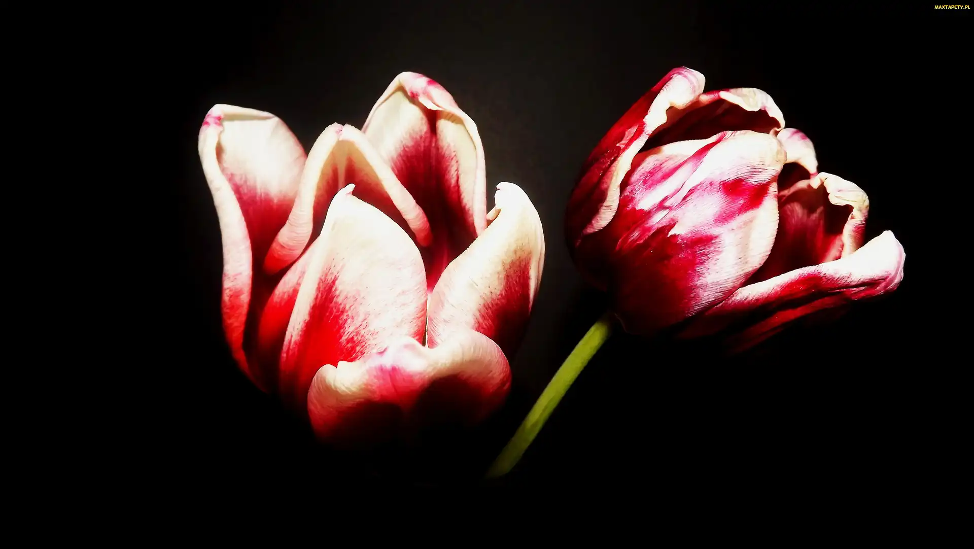 Kwiaty, Dwukolorowe, Tulipany