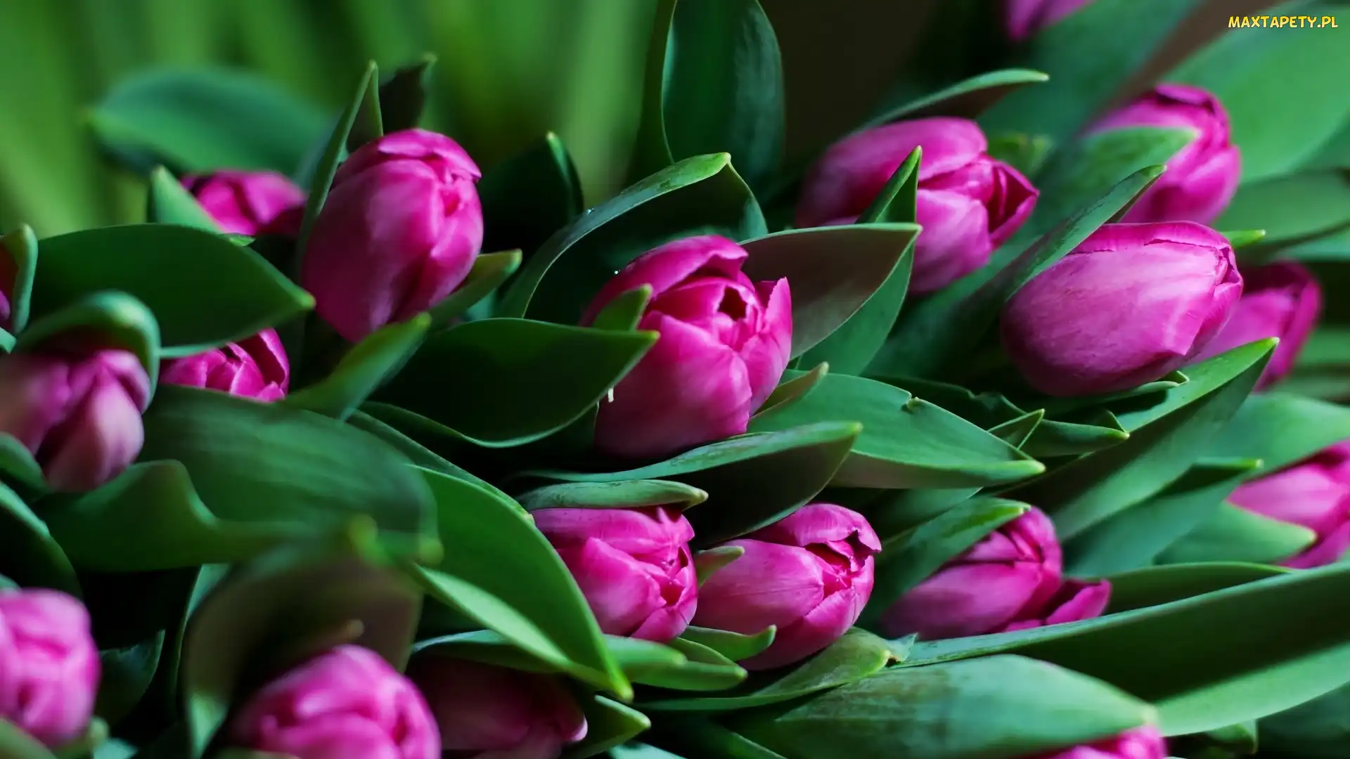 Fioletowe, Tulipany, Kwiaty
