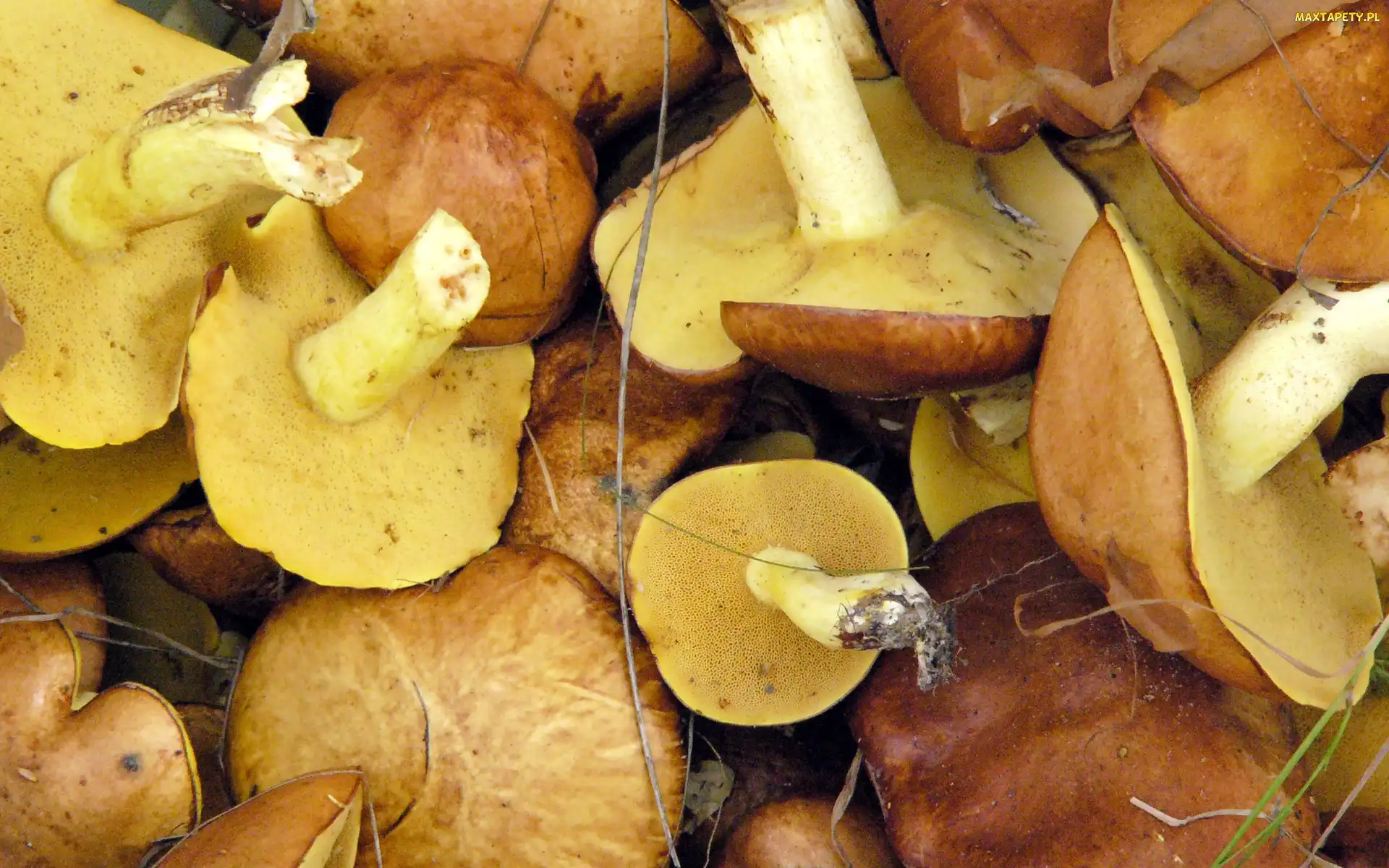 Grzyby, Pozrywane
