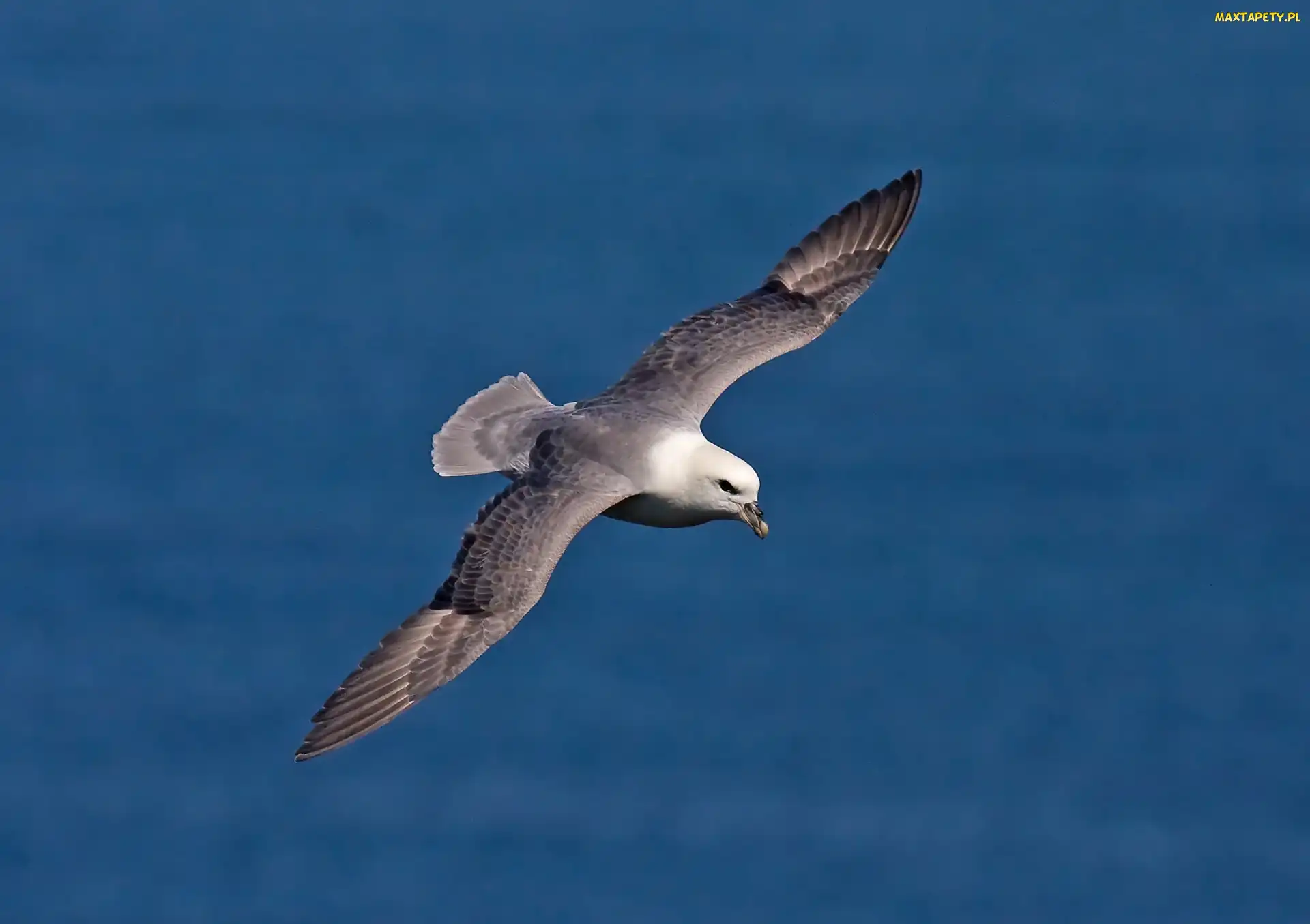 Morze, Lot, Fulmar, Ptak