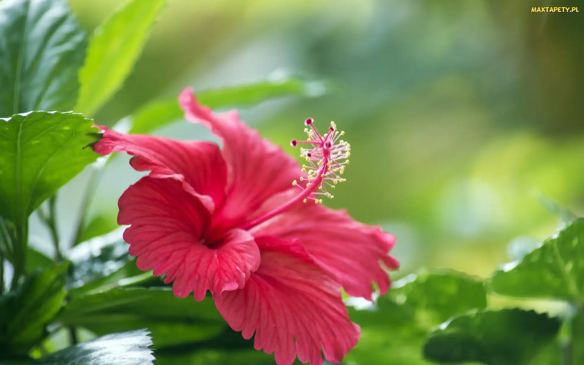Kwiat, Hibiskusa