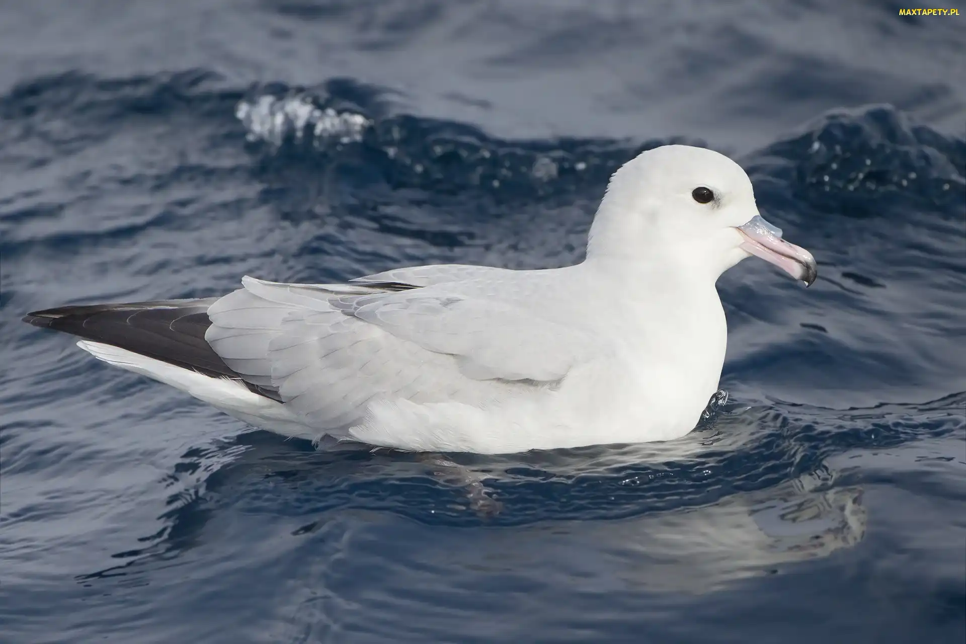 Ptak, Fulmar, Fale