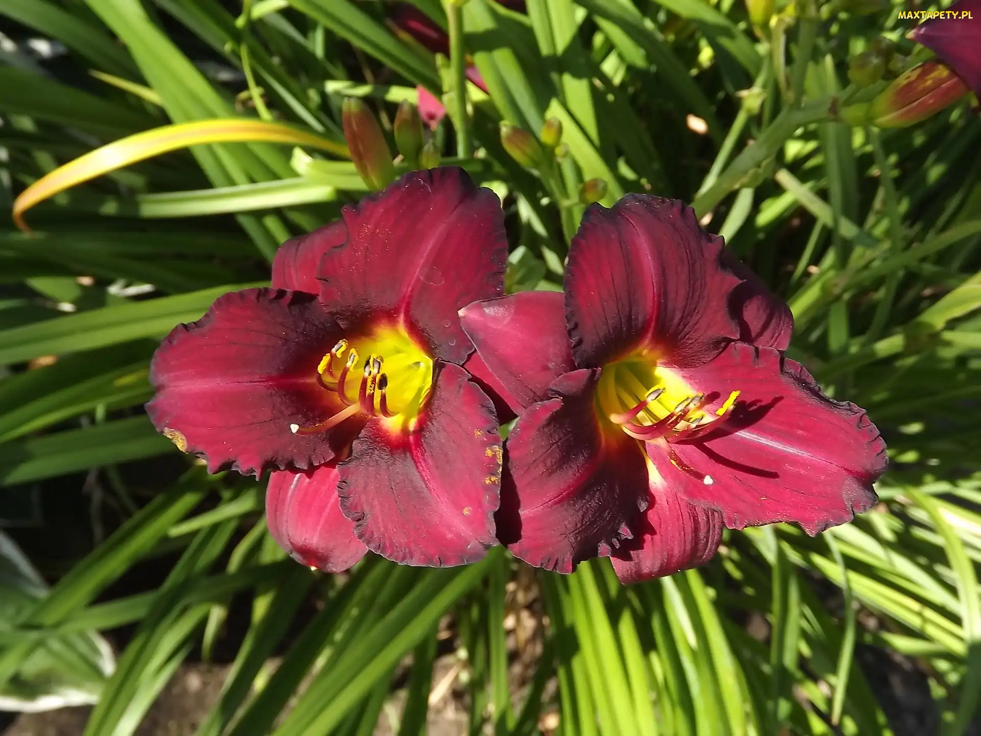 Liliowce, Bordowe, Kwiaty