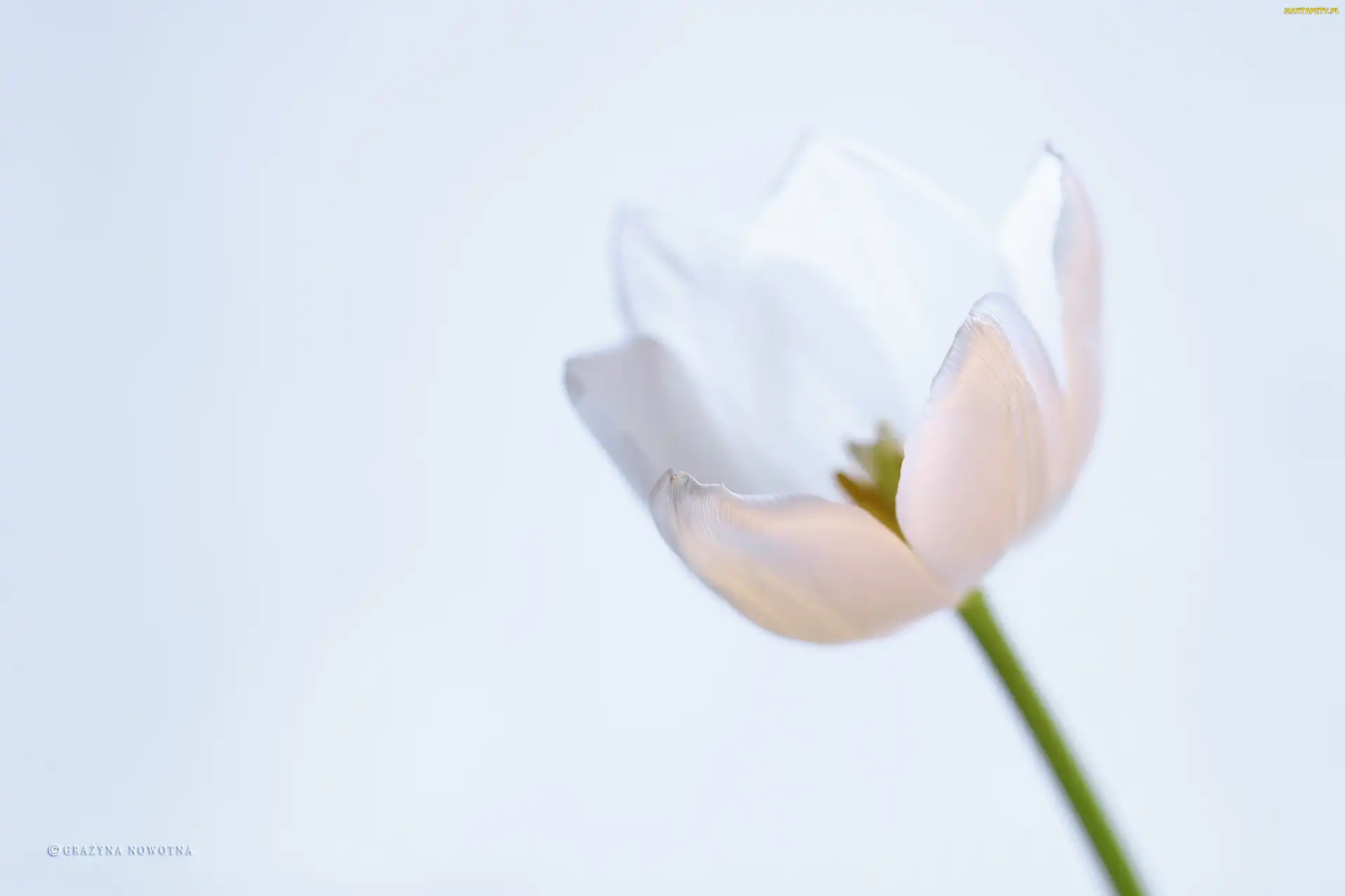 Tulipan, Kwiat, Biały
