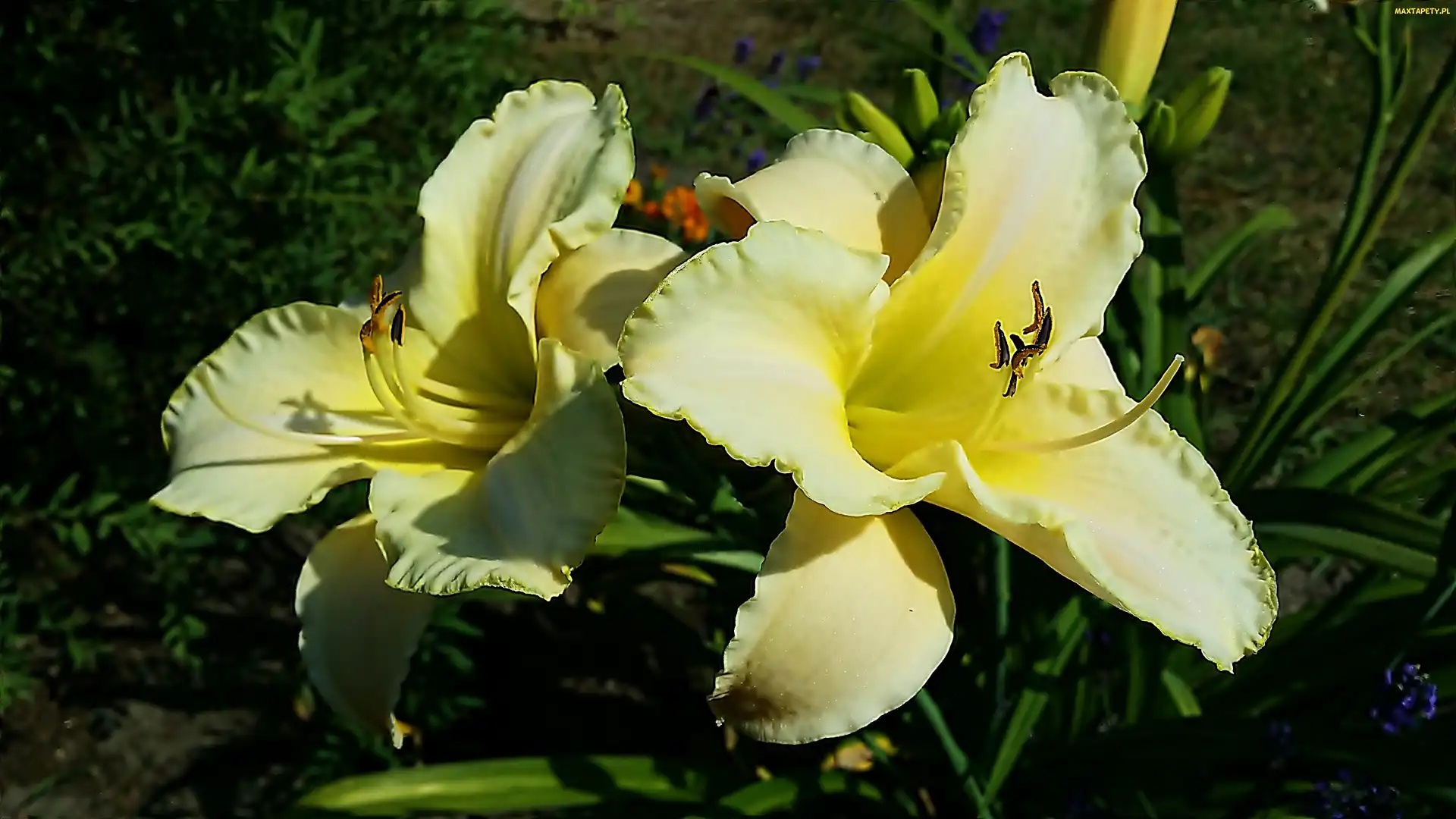 Liliowce, Środek, Żółty, Zielono, Białe