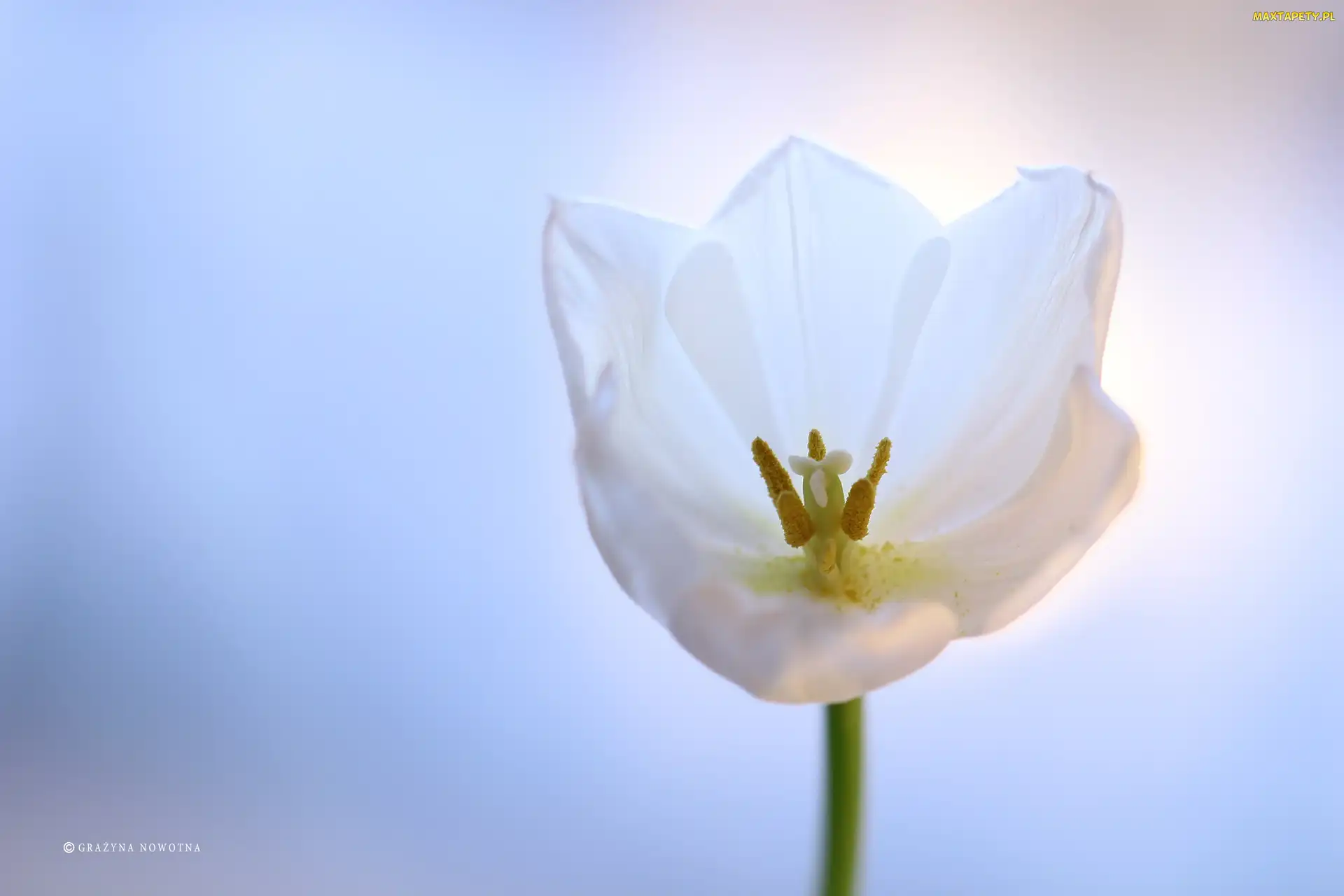 Tulipan, Kwiat, Biały