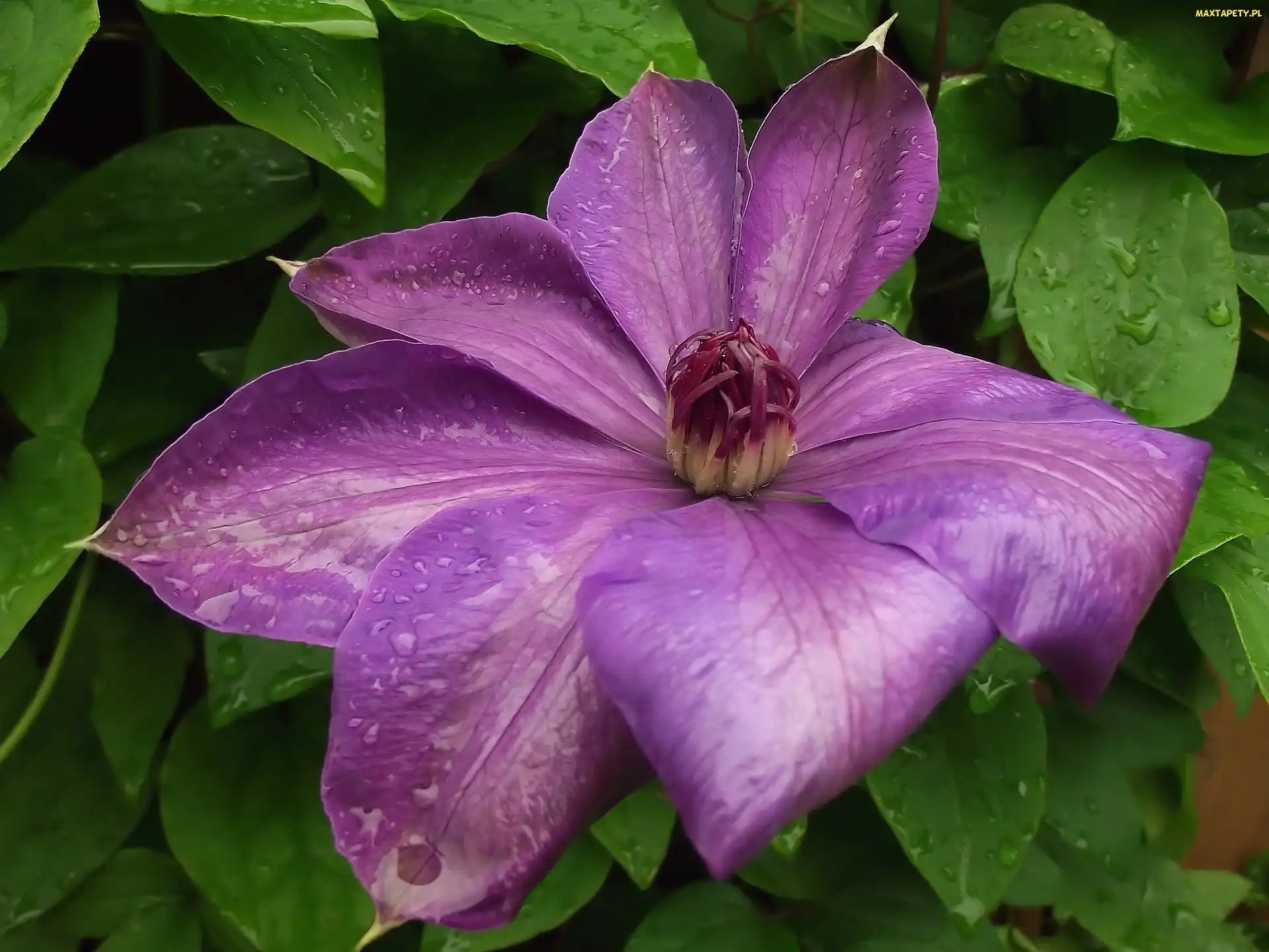 Clematis, Kwiat