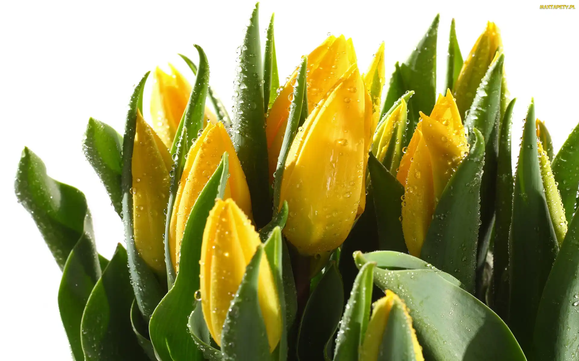 Tulipany