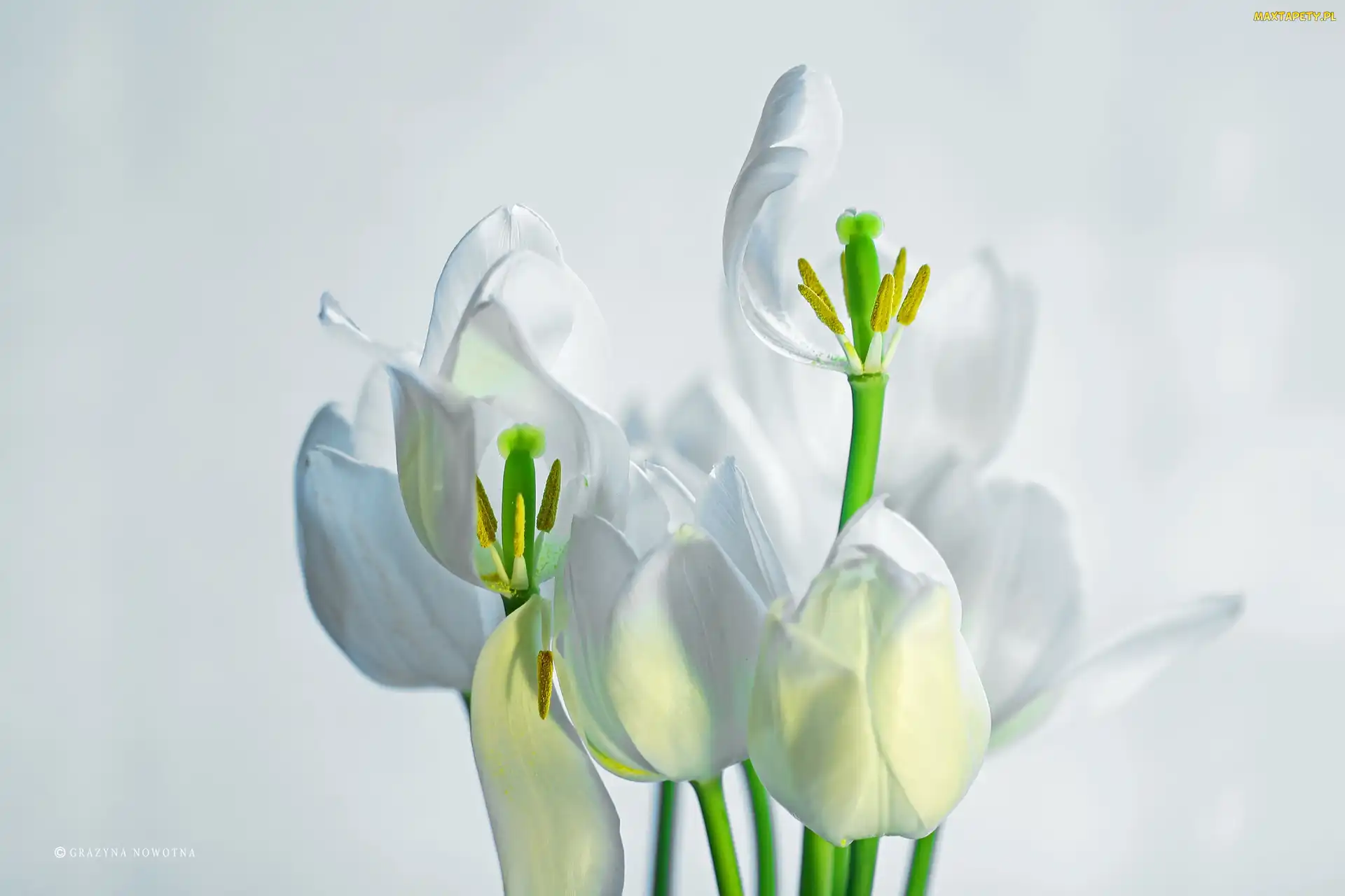Tulipany, Kwiaty, Białe