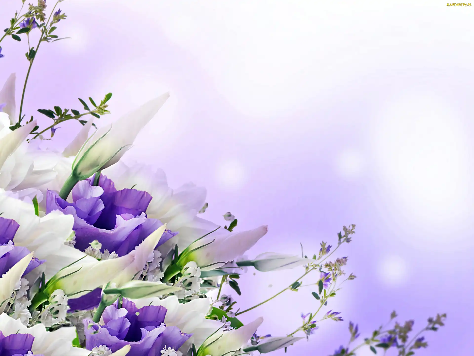 Biało, Liliowa, Eustoma