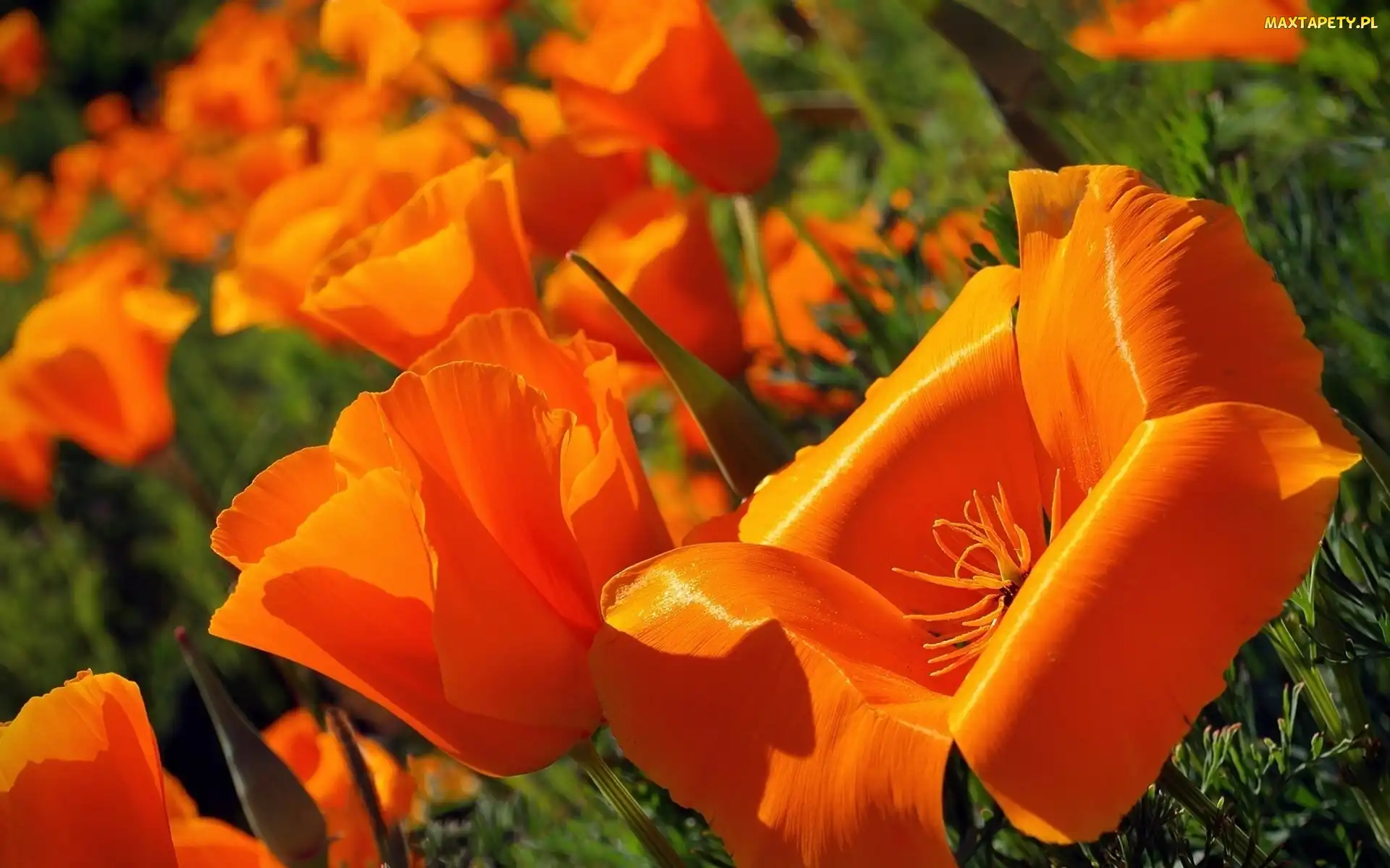 Pomarańczowe, Tulipany