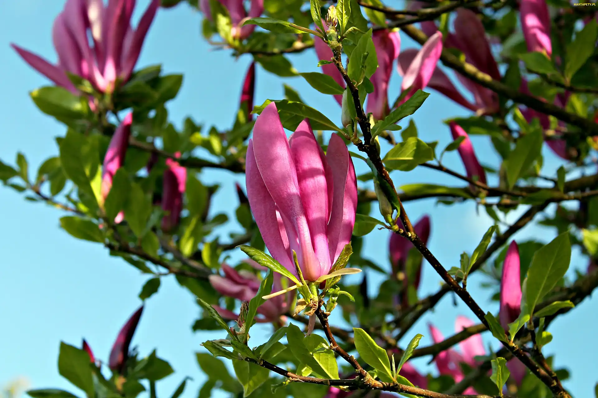 Światło, Wiosna, Magnolia