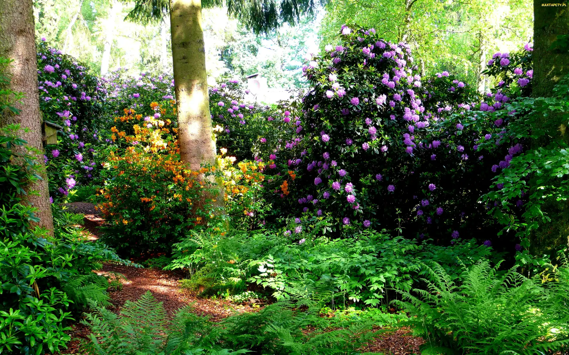 Krzewy, Ścieżka, Kwiaty, Paprocie, Wiosna, Rododendron, Szwajcaria, Park