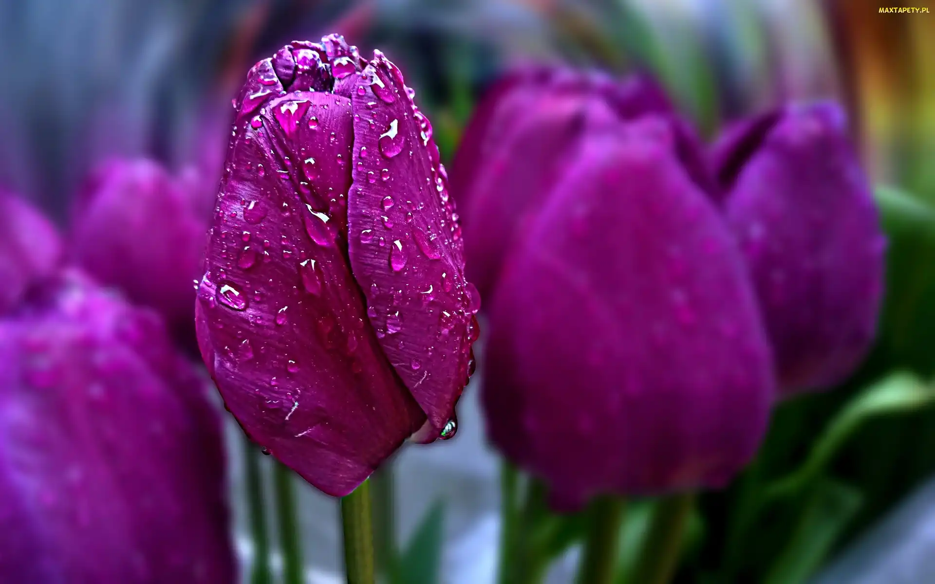 Tulipany, Krople, Fioletowe
