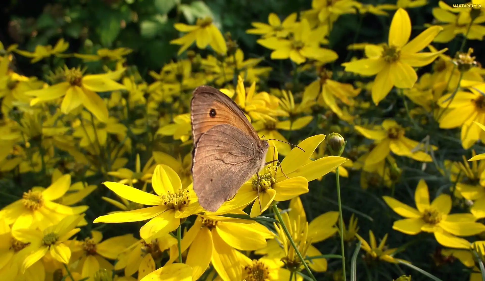 Motyl, Nachyłek okółkowy, Kwiaty